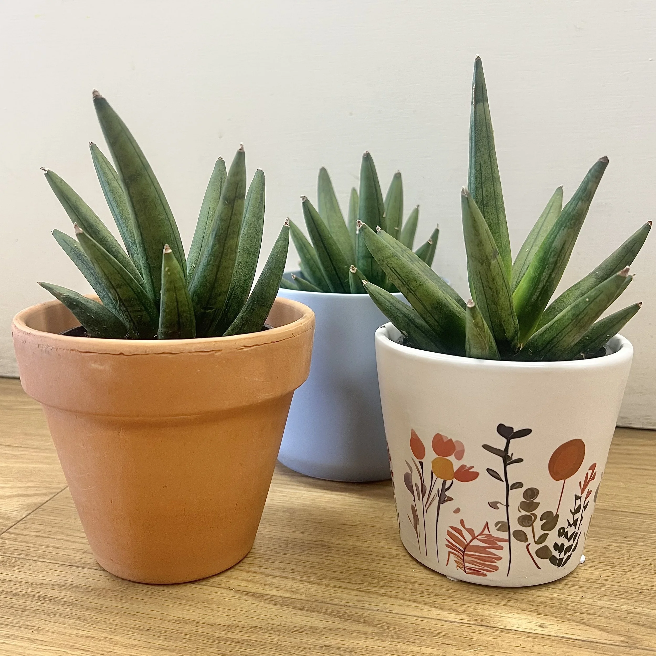 sansevieria 'hedgehog' easy care plant
