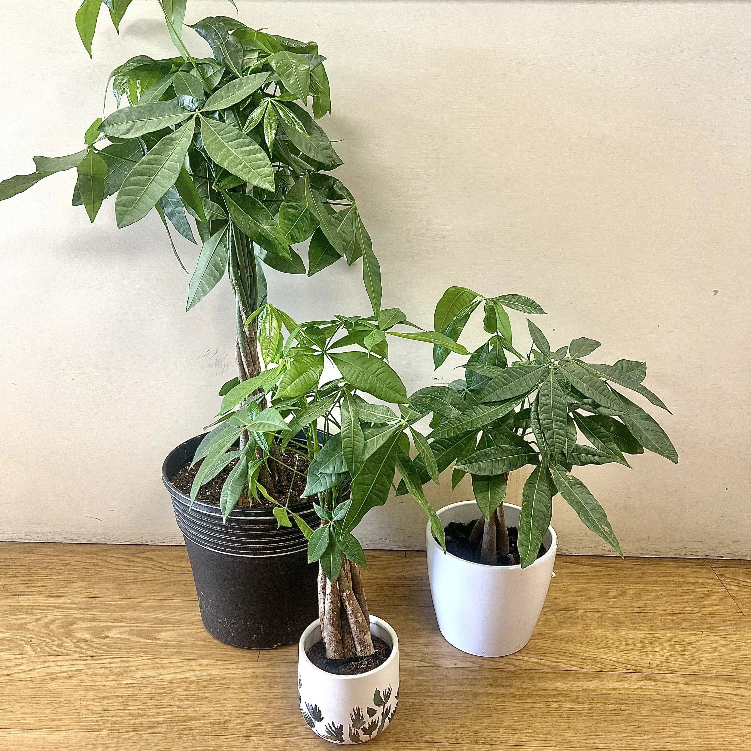 Money Tree The Plant Shop at The Flower Room