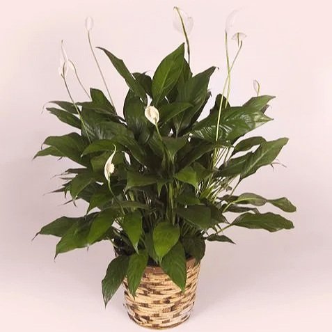 Peace Lily