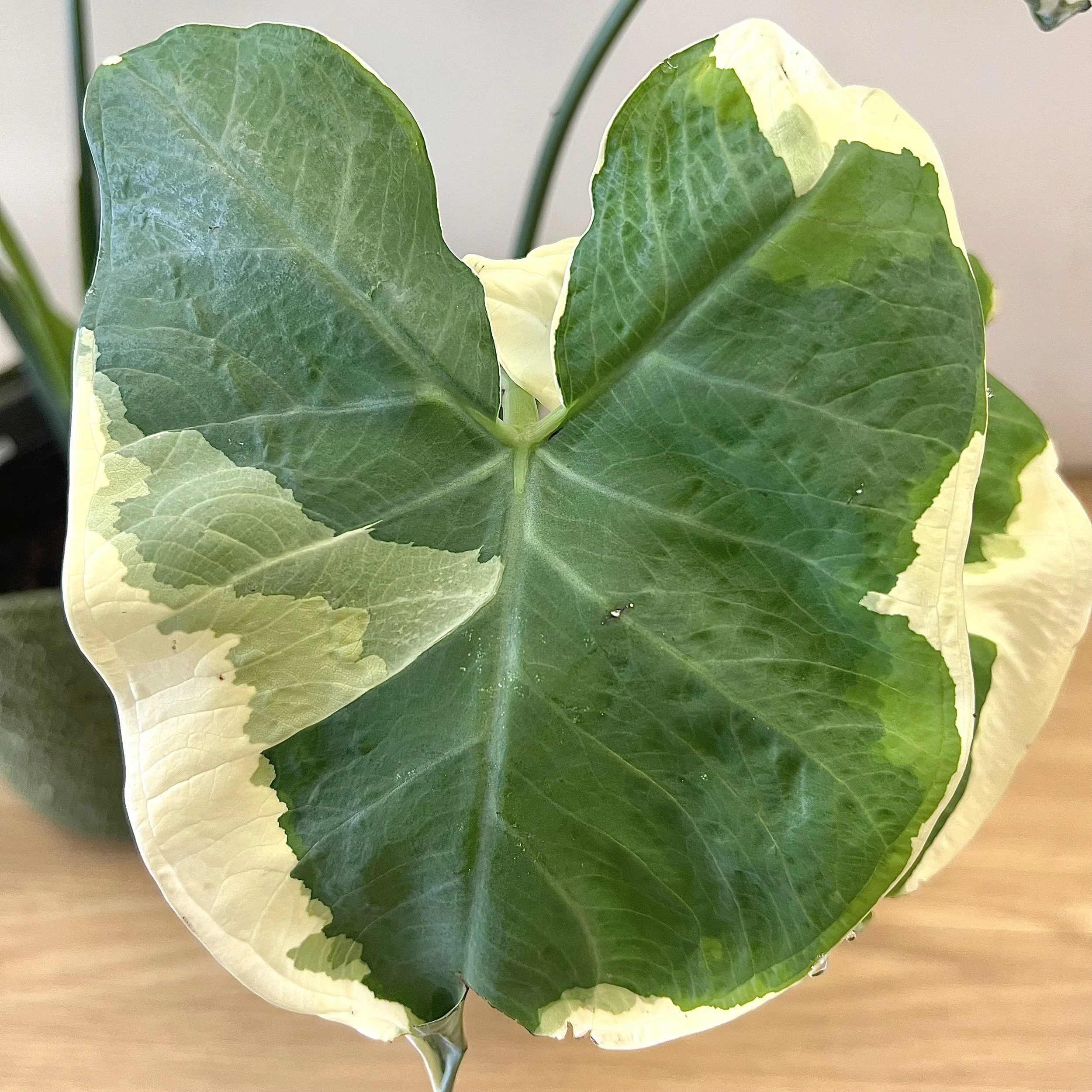 colocasia xanthosoma mickey mouse the flower room dover nh