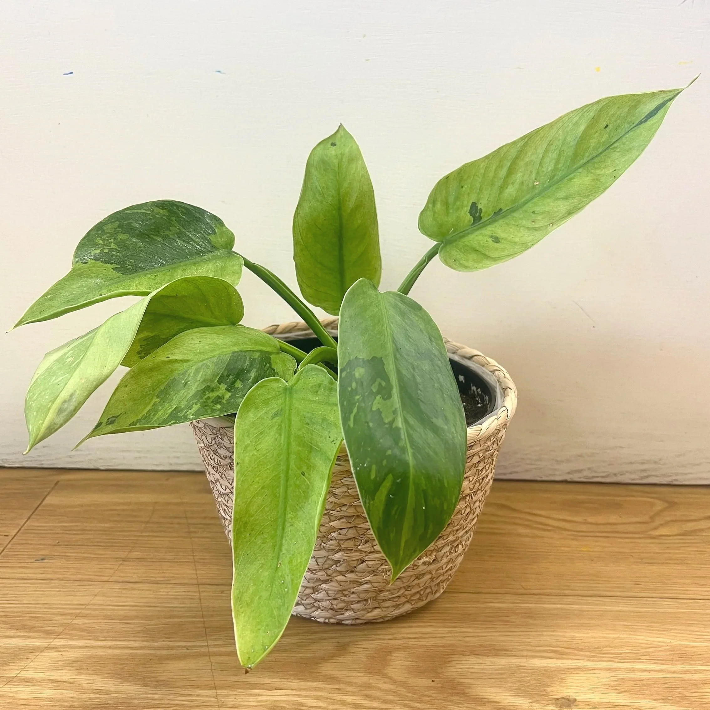 Philodendron Buono at The Flower Room Dover NH