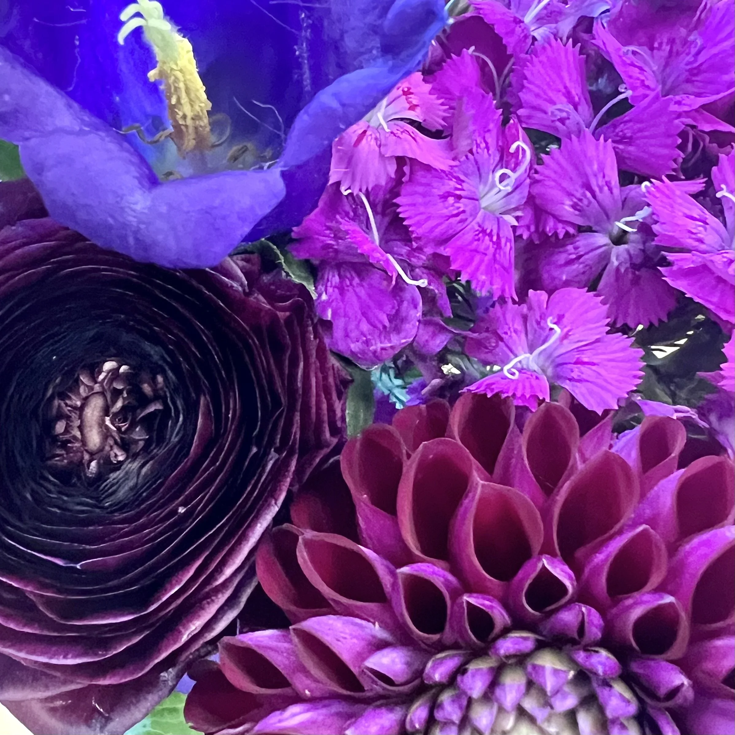Purple Passion