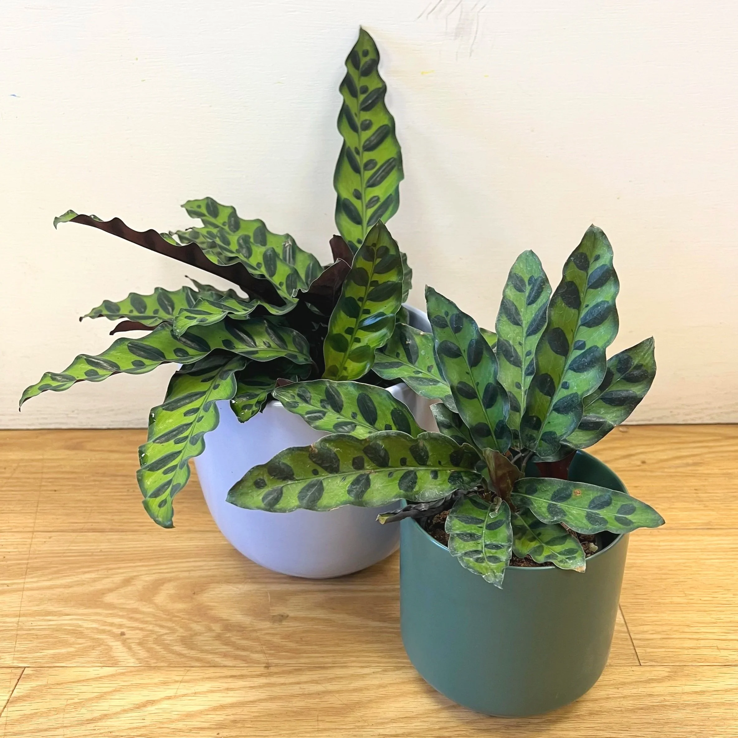 Rattlesnake Calathea by The Flower Room plant collection