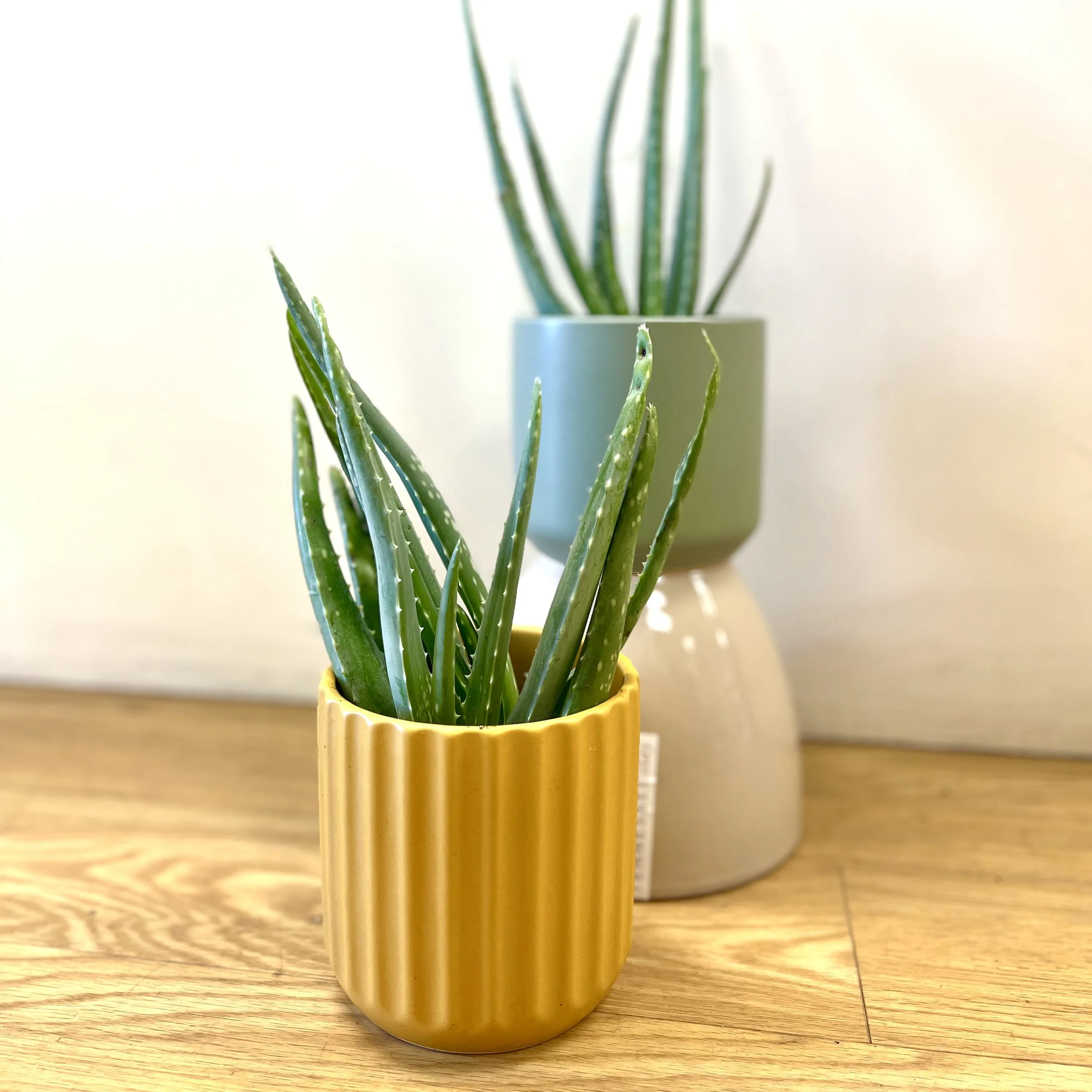 aloe plant from dover nh florist