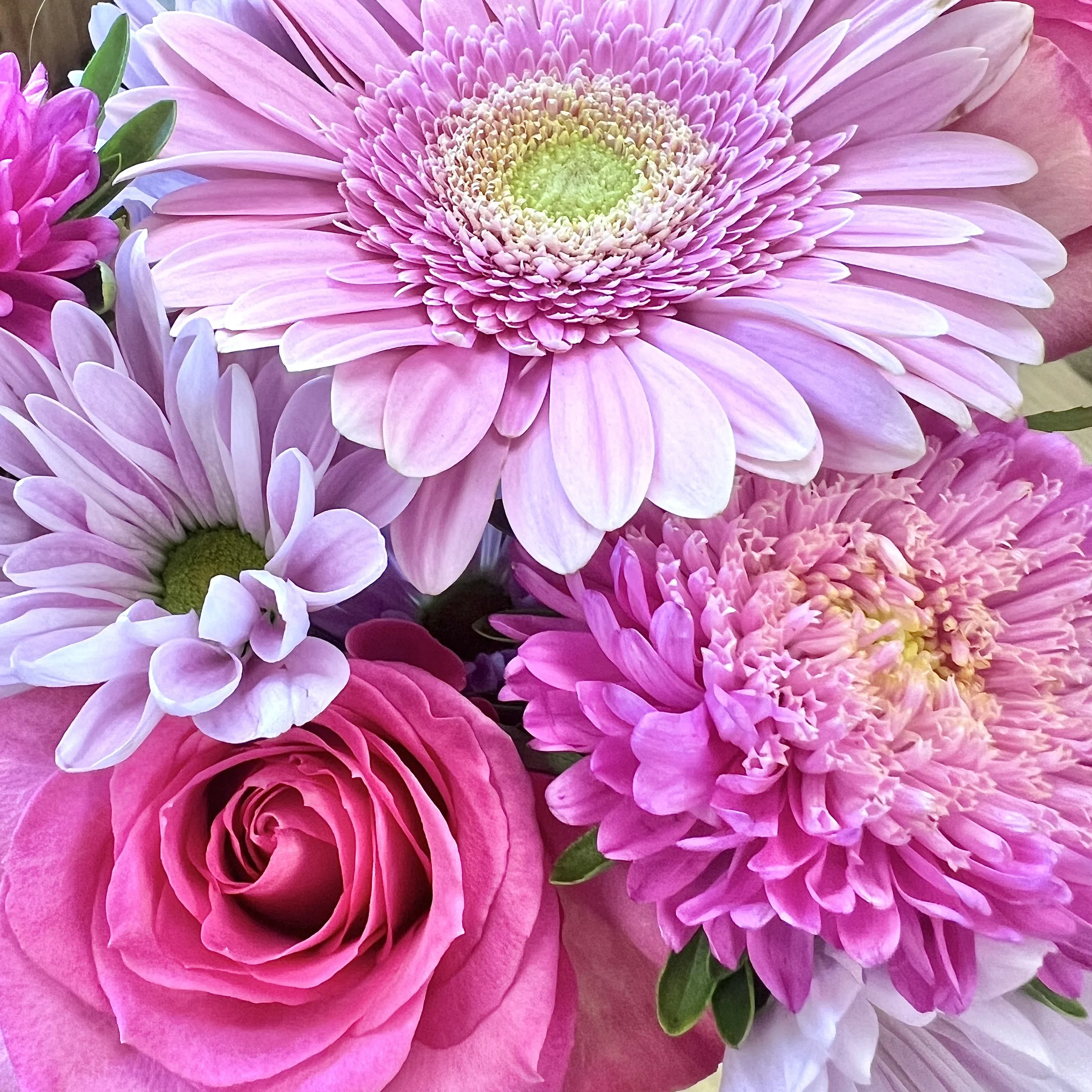 In The Pink