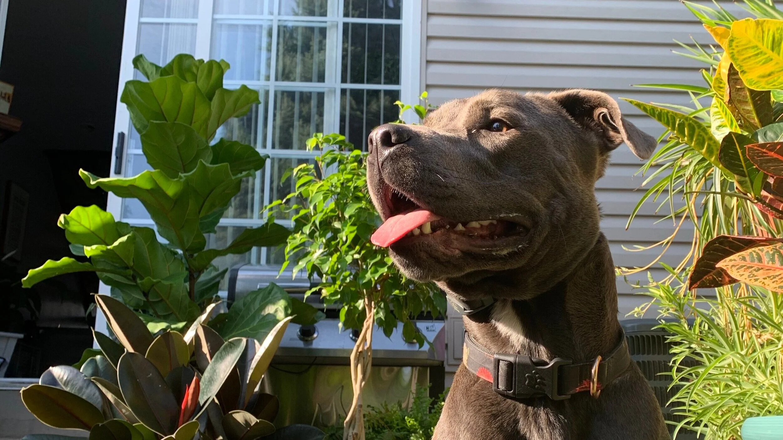 Conscious Canine Training