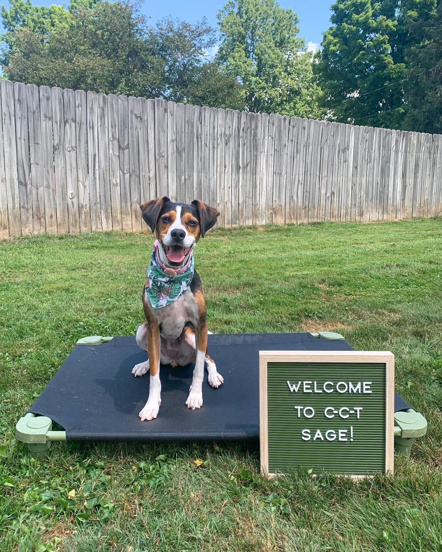 This is Sage!

Sage is joining us for 3 weeks getting some help learning some manners, obedience, loose leash walking, and to not be so reactive when out walking! Follow along to watch her progress!

I have a few more spots left for 2022, if you woul