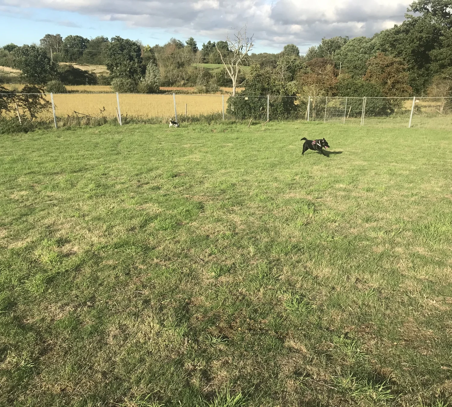 Fields — Donkey Dell Dog Exercise Fields