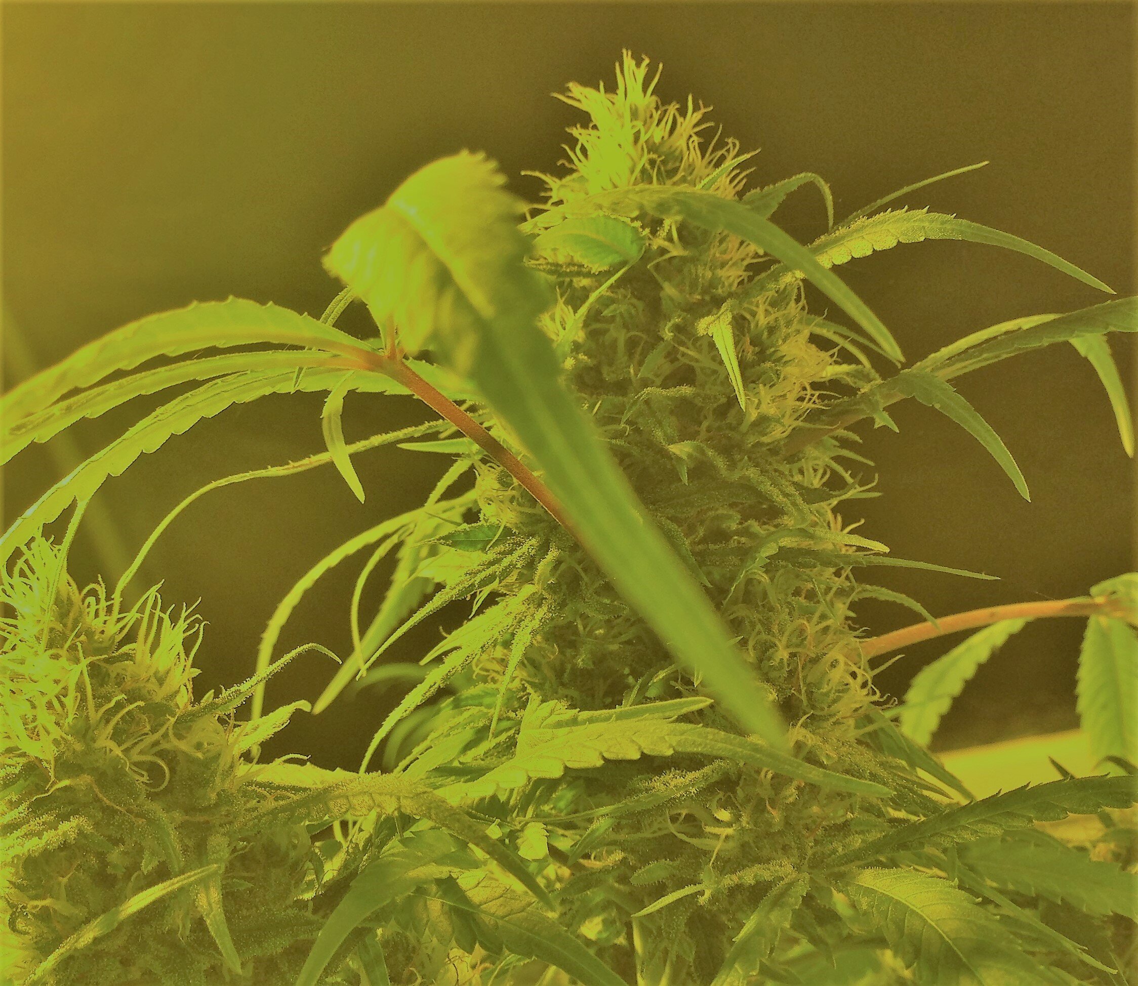 indoor giant bud.JPG