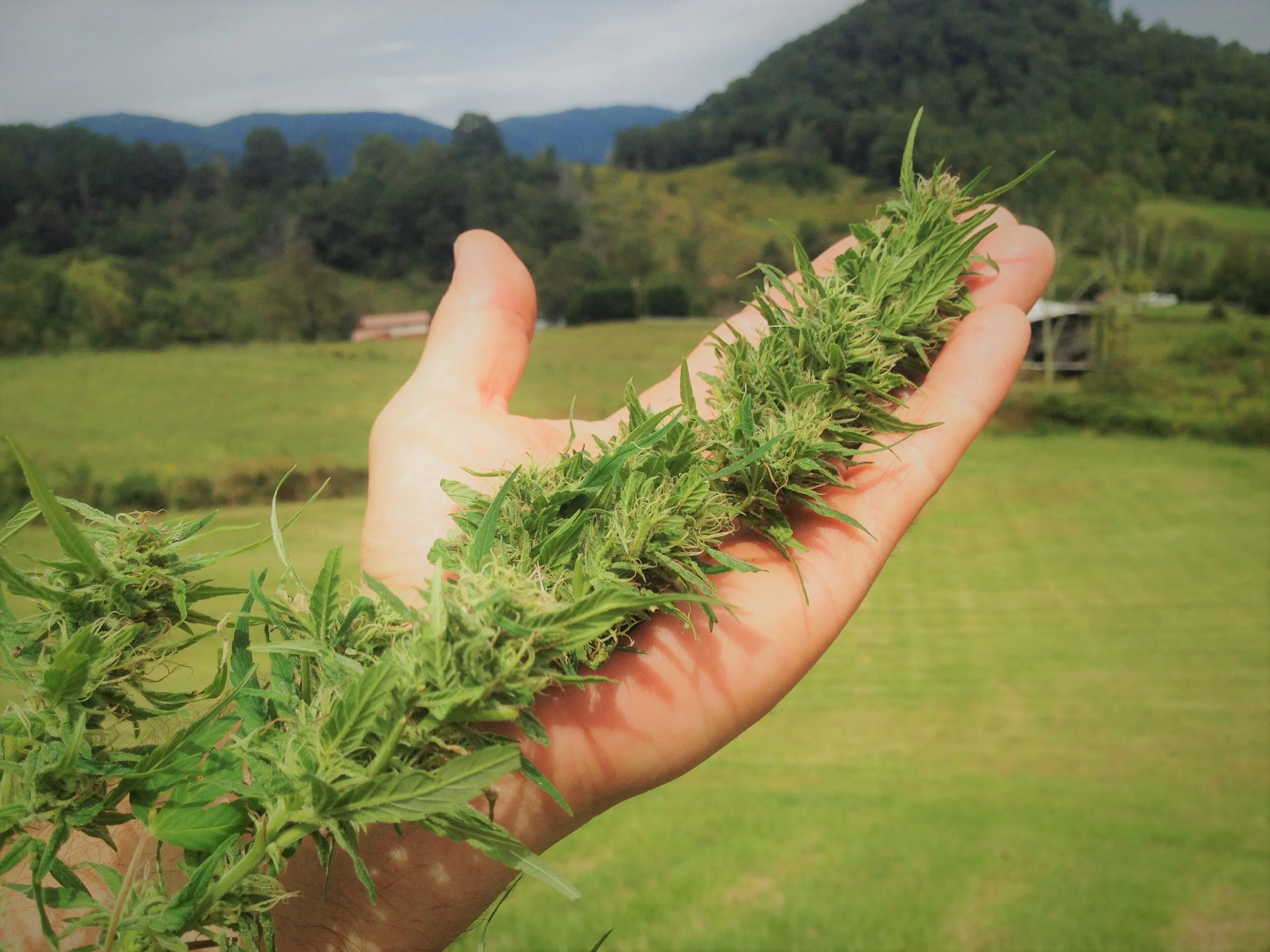 a bud in the hand.JPG