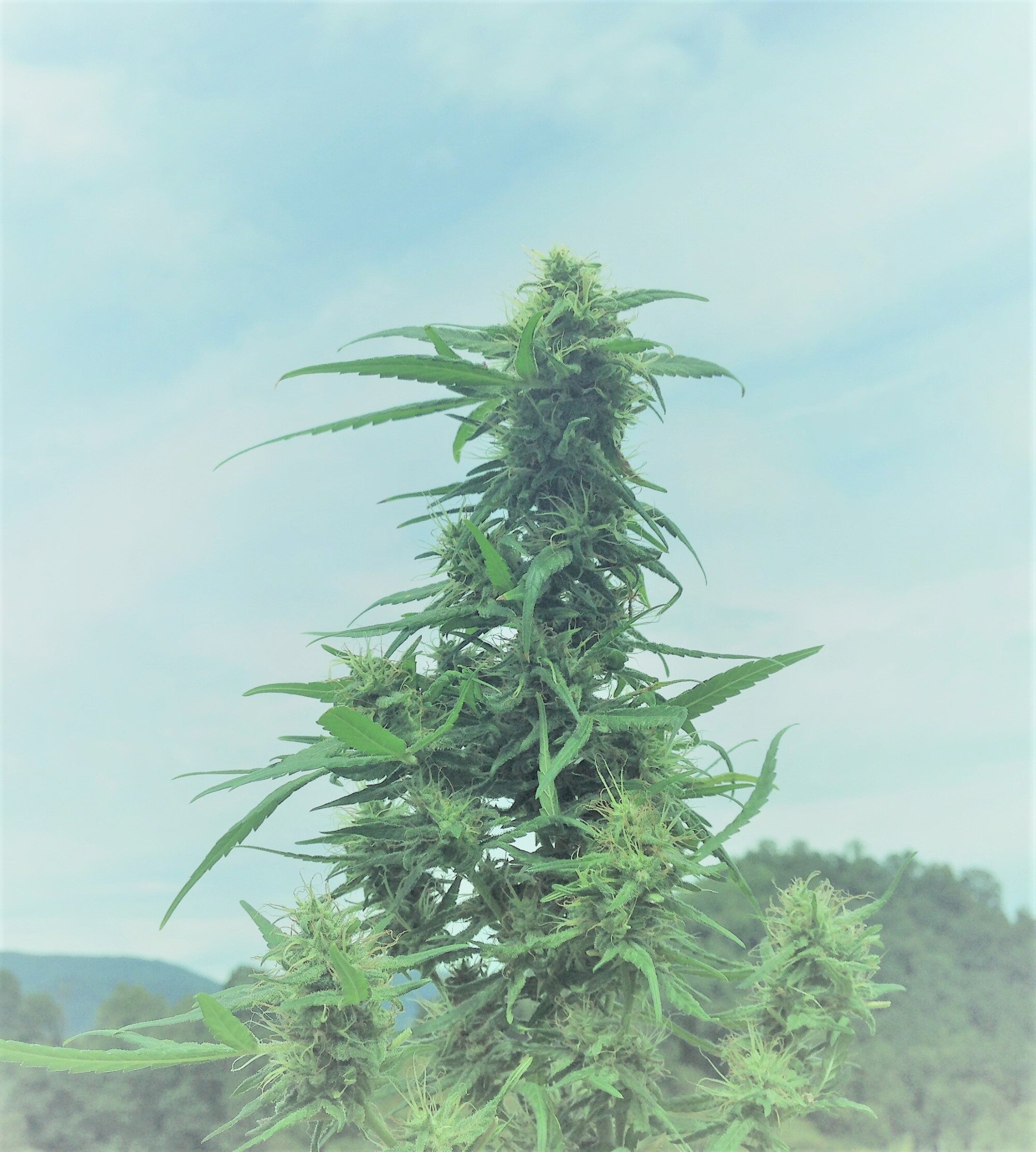 2000pixbud in the sky.jpg