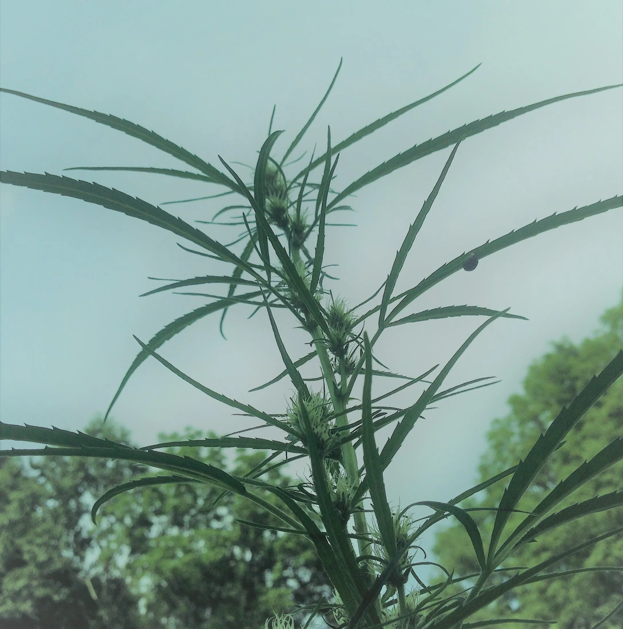 ladybug on premature wulf.JPG