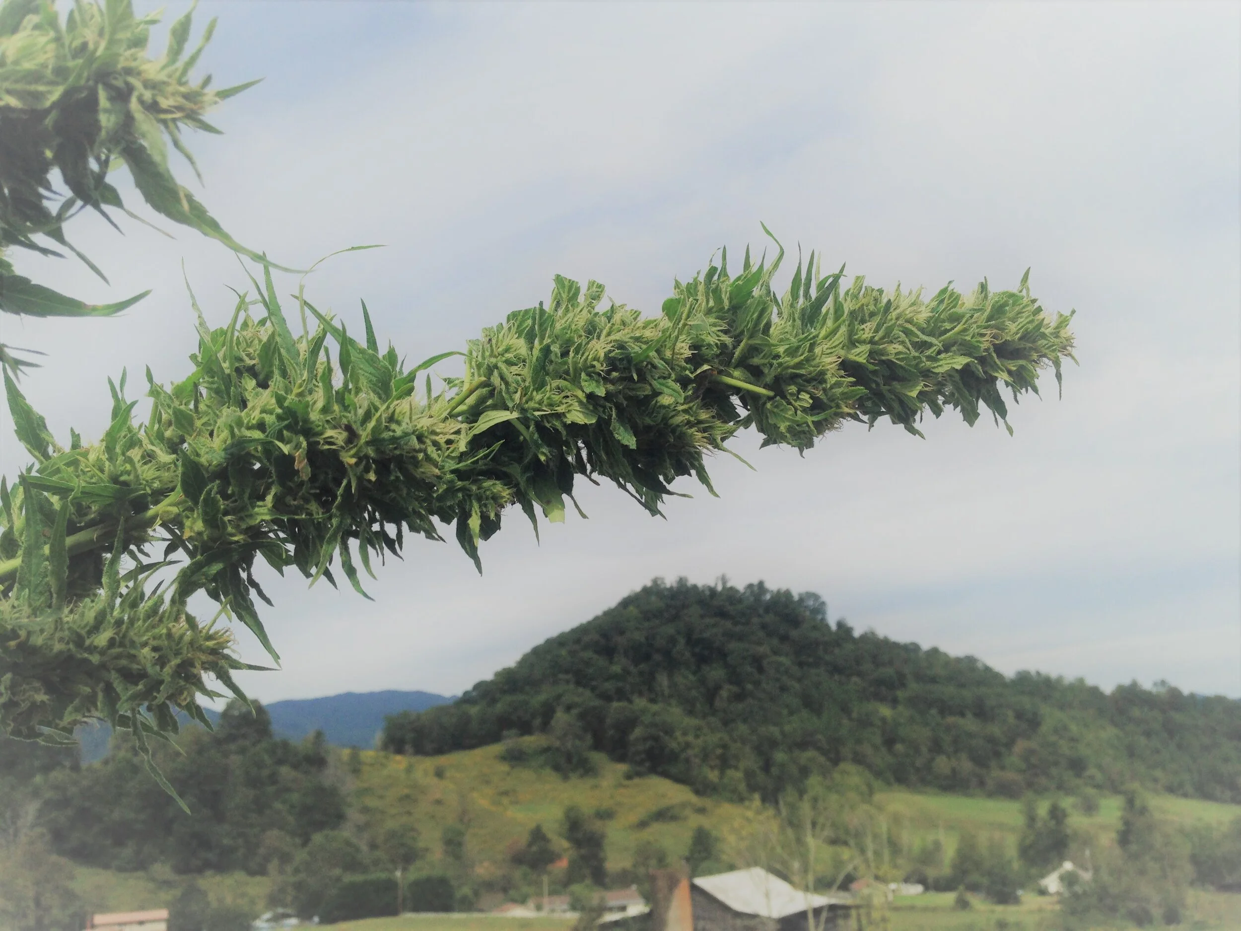 large bud in sky over mountains.JPG