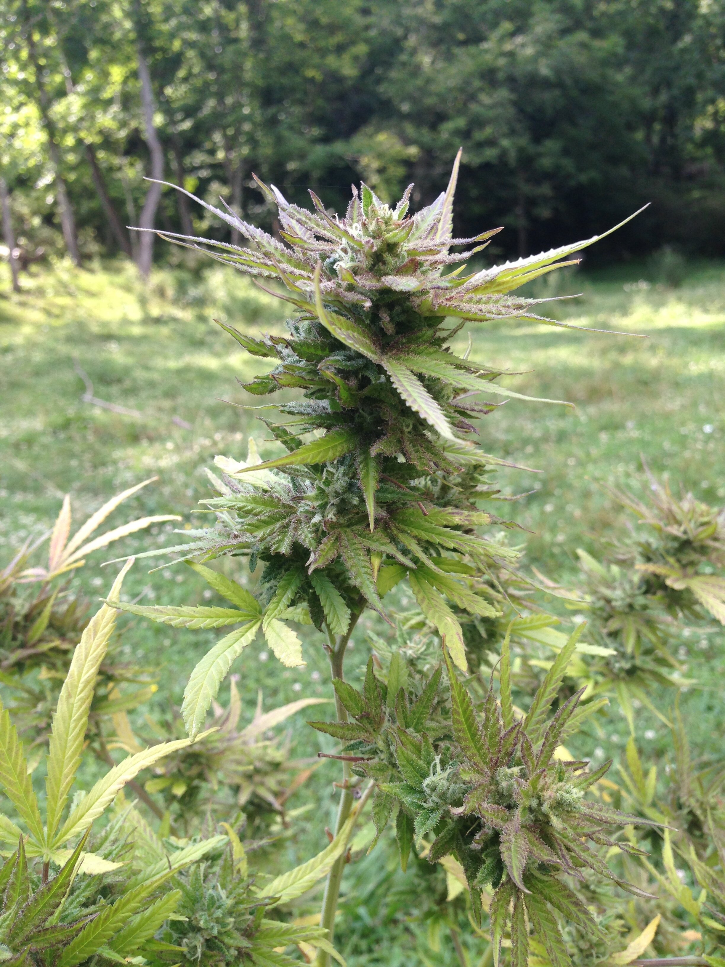 redish buds.JPG