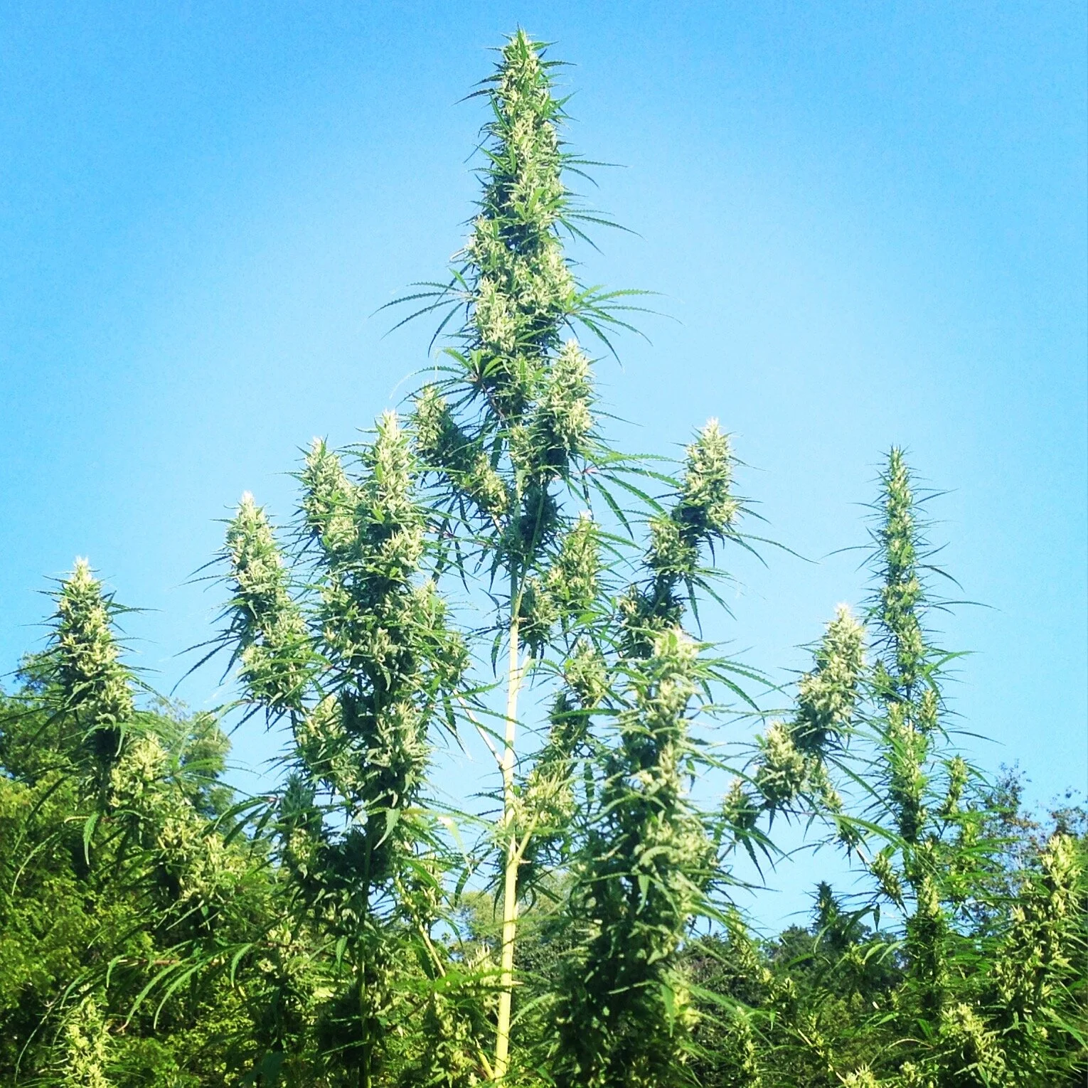 wulf wulf in the field.jpg