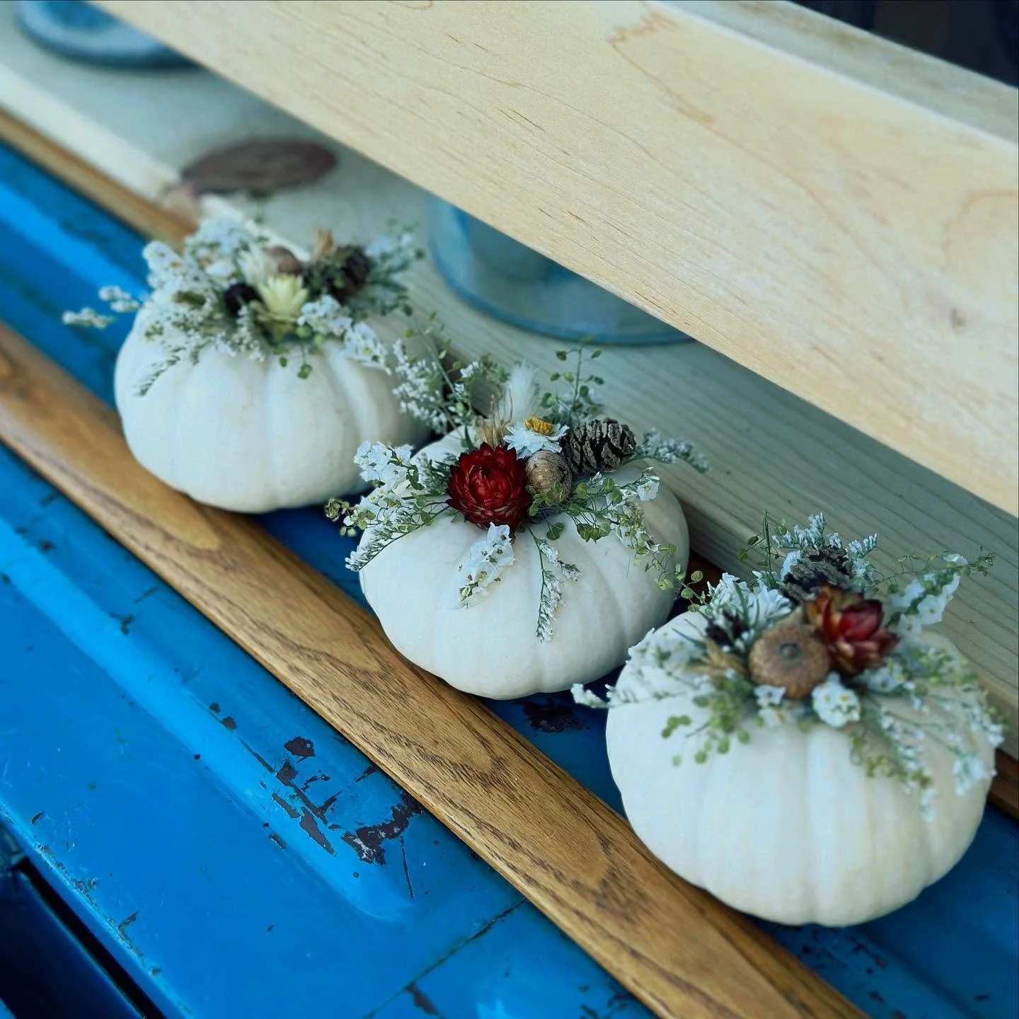 Mini pumpkins are back!! 

Find these this weekend:
Saturday 10/4 10am-2pm
@beyondtheleafcv 

Sunday 10/5 9am-12pm
@brewjacoffee 

#sweetpetheflowertruck