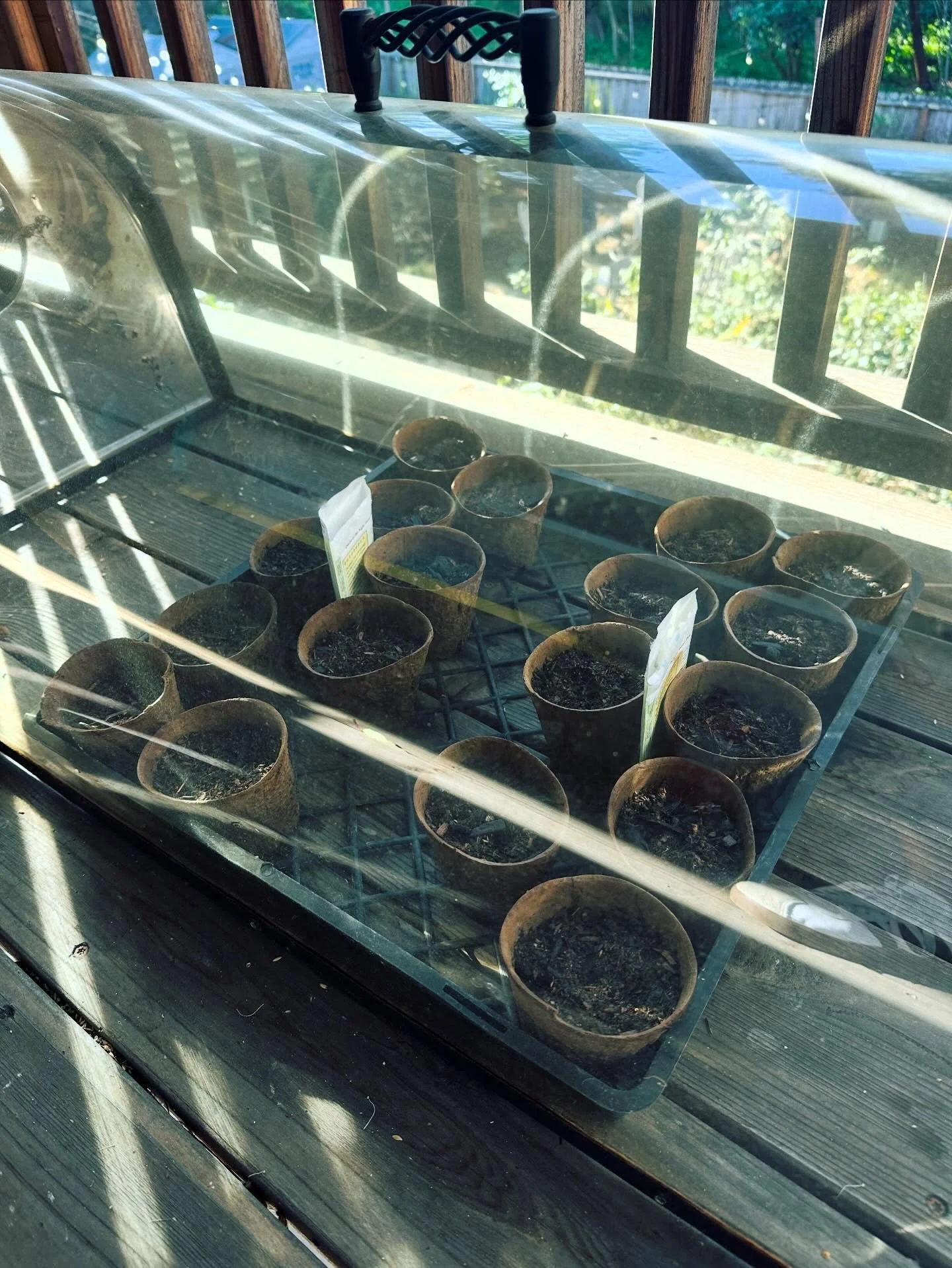 I&rsquo;m attempting again to grow Sweet Peas. This time I&rsquo;m starting them here to protect them from the birds and squirrels.🤞

#sweetpeatheflowertruck