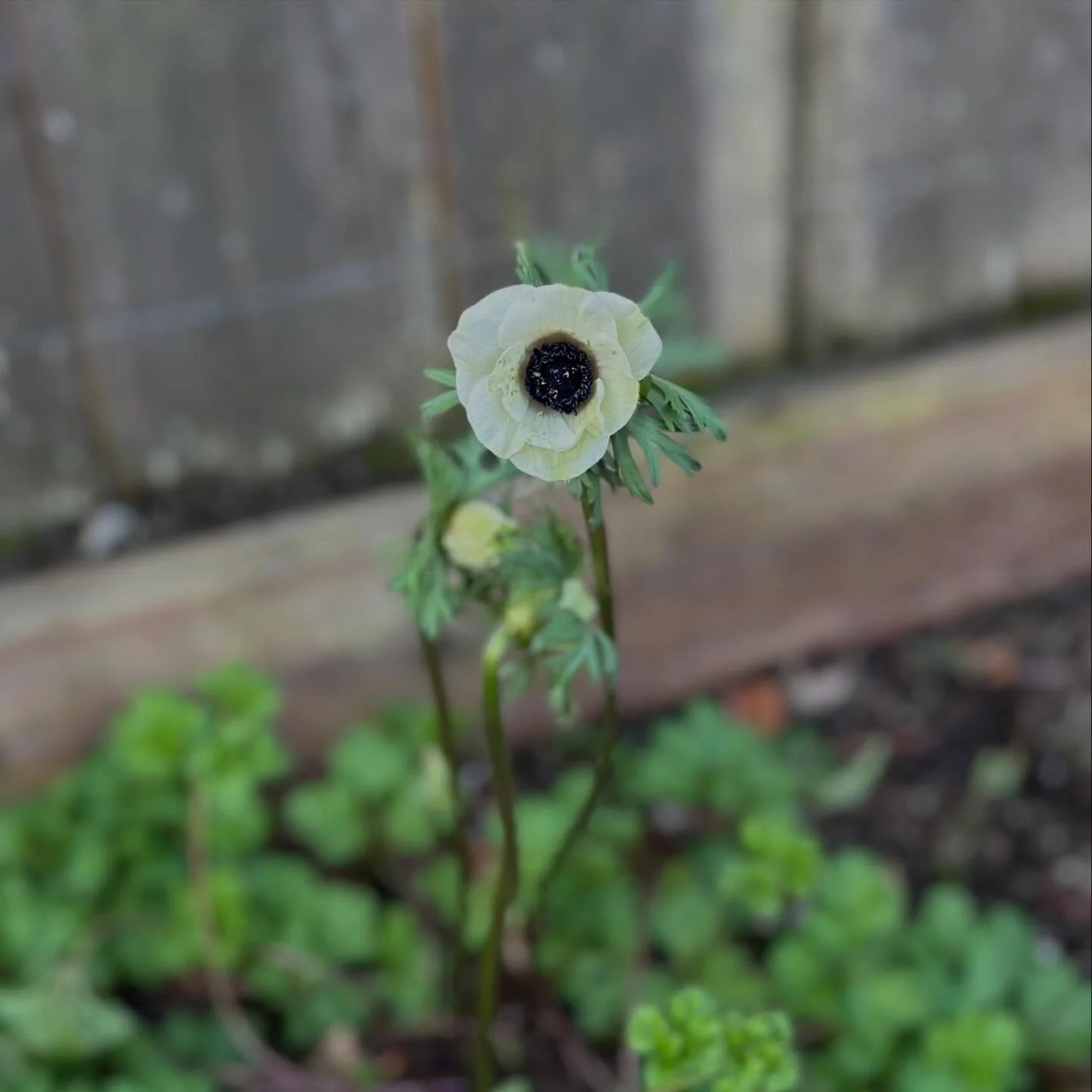 My first bloom of 2026💕 Anemone Poppies are easy to grow and come back every year.  Next, Ranunculus will join the party. 

I don&rsquo;t get many blooms, so they usually don&rsquo;t get on the truck, just enough to come inside and make my heart hap