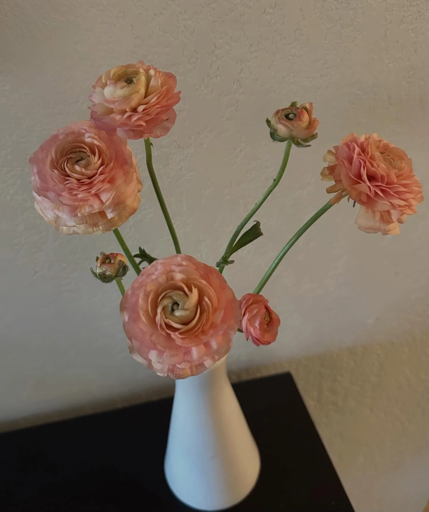 Did I grow these? Yes I did! My favorite Ranunculus.💕 I love that they come back every year. 

#sweetpeatheflowertruck