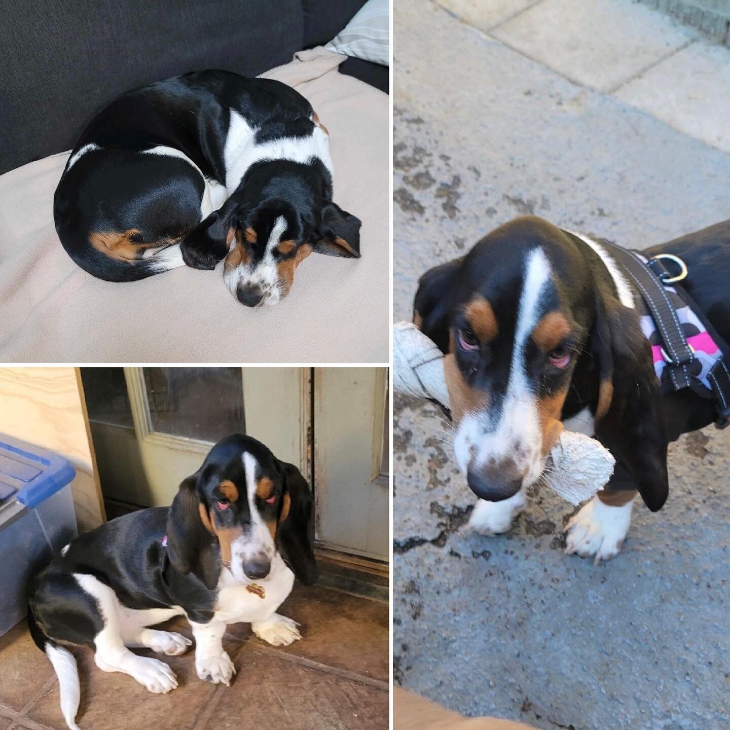 URGENT FOSTER NEEDED!  PLEASE HELP LUCILLE!!
Lucille the Basset Hound urgently needs a foster or foster to adopt!  Boarding is unavailable due to the holiday demand. 
🐶❤️ 6 mo old, female Tricolor basset, all shots, spay to be scheduled
🐶❤️ Friendl