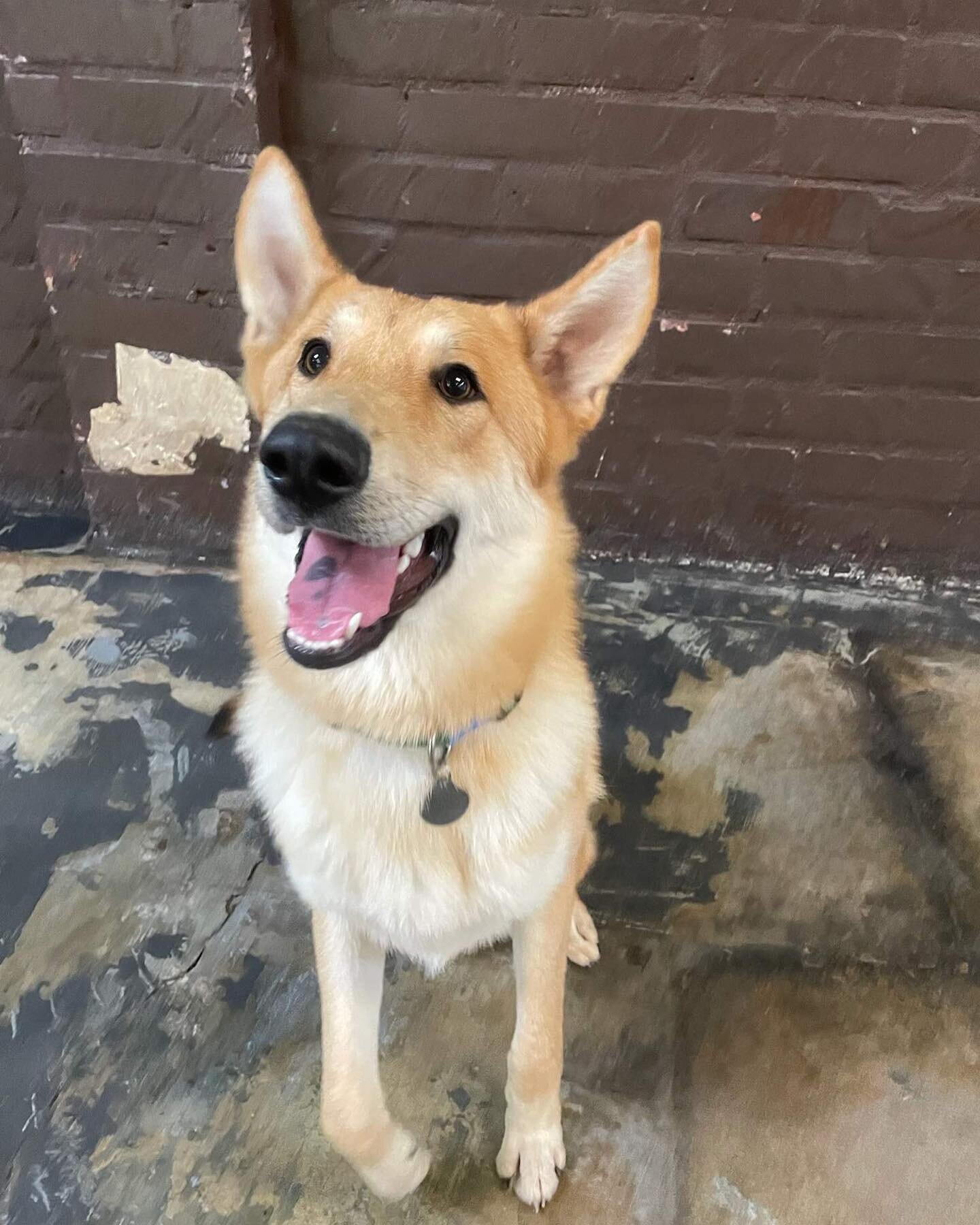 UPDATE:  KATIE
What a difference a few days makes!  This girl is so happy and it shows!  It&rsquo;s so great to have a happy spirit in your life. 
Foster or foster to adopt. 
🐶❤️1 1/2 yr old, 60 lb spayed female Shepard collie mix, all shots
🐶❤️Ver