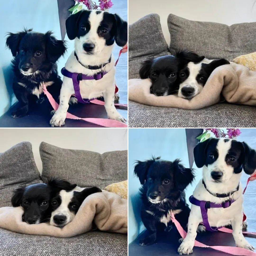 Courtesy Post: Bonded Puppies are looking for their forever home!! Sasha &amp; Tommy are about 6 mos. old. They were found dumped in a prkg lot where their sibling was hit by a car &amp; died. These 2 absolutely ❤ each other!! They are currently bein