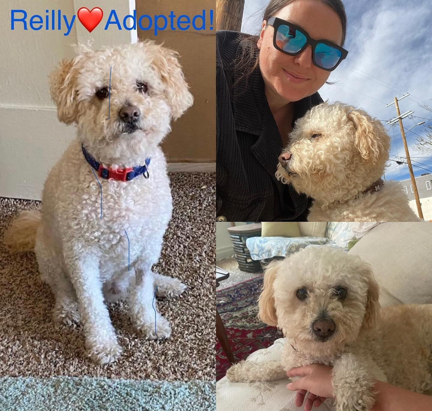 Remember cutie pie REILLY?  He was fostered by Casey Kolodin while he had much needed medical care  and Casey adopted him.  He&rsquo;s now living&mdash;you guessed it&mdash;the life of Reilly&mdash;with Casey!  Thank you Casey, for giving Reilly all 
