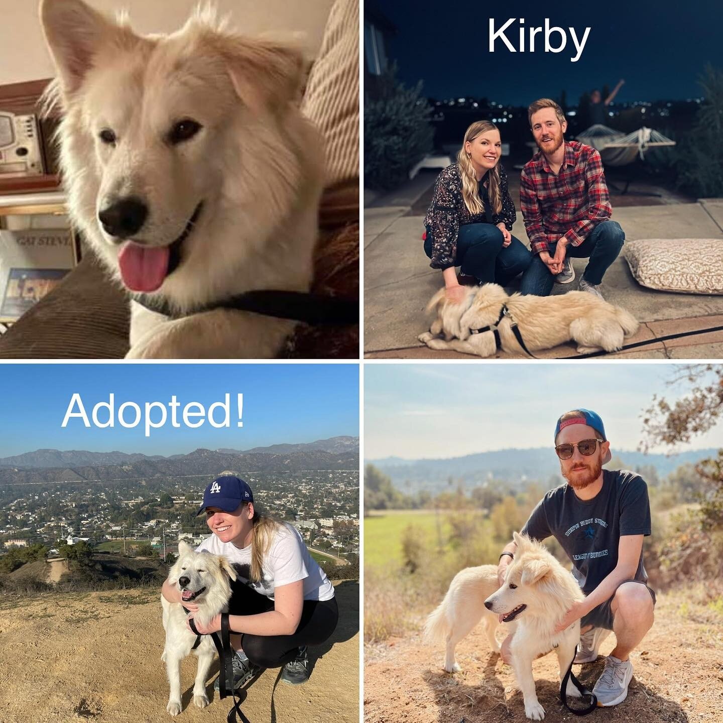 Is it possible to achieve perfection? We think so!  Happy, affectionate,  and handsome Kirby, the perfect dog, has found the perfect home! Thanks to Mackenzie and Michael for welcoming Kirby into their family. Another Tails Love connection! 

For mor