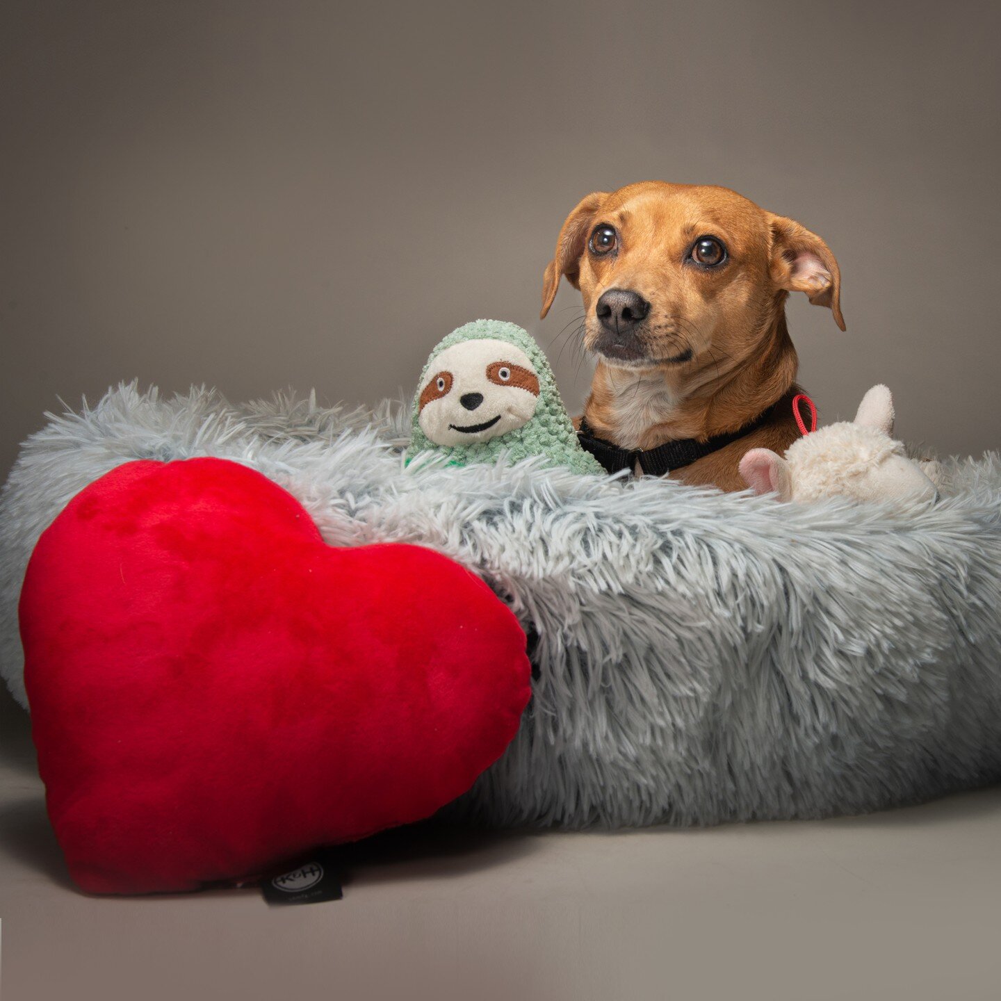 Nugget wishes everyone a Happy Valentines day! ❤😊

You&rsquo;re going to love Nugget! He is a real Gem!

🐶❤️🐶 Male Puggle / Jack Russell mix about one and a half years old. 20 lbs
🐶❤️🐶 Very friendly, happy, demeanor
🐶❤️🐶 Calm, well-mannered , 