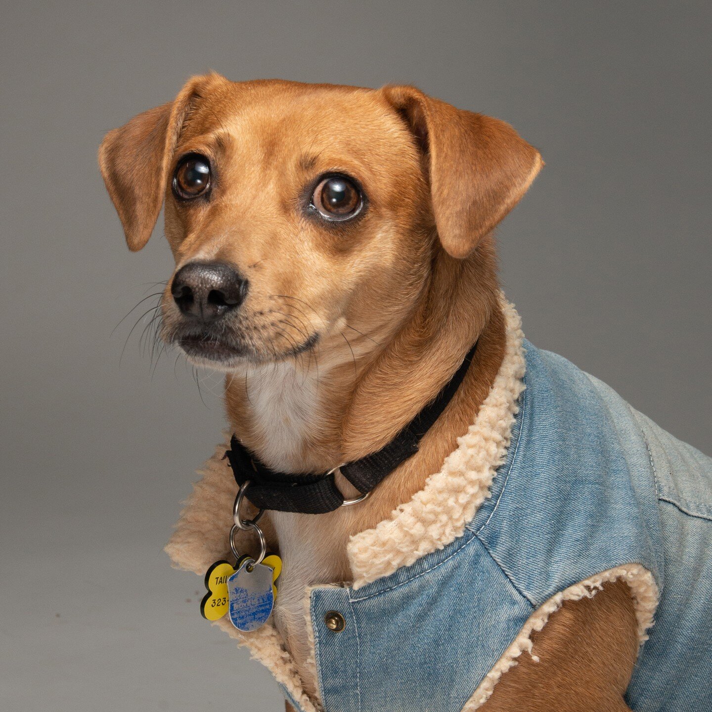 When in Doubt wear Denim!
What's your weekend outfit?

You&rsquo;re going to love Nugget! He is a real Gem!

🐶❤️🐶 Male Puggle / Jack Russell mix about one and a half years old. 20 lbs
🐶❤️🐶 Very friendly, happy, demeanor
🐶❤️🐶 Calm, well-mannered