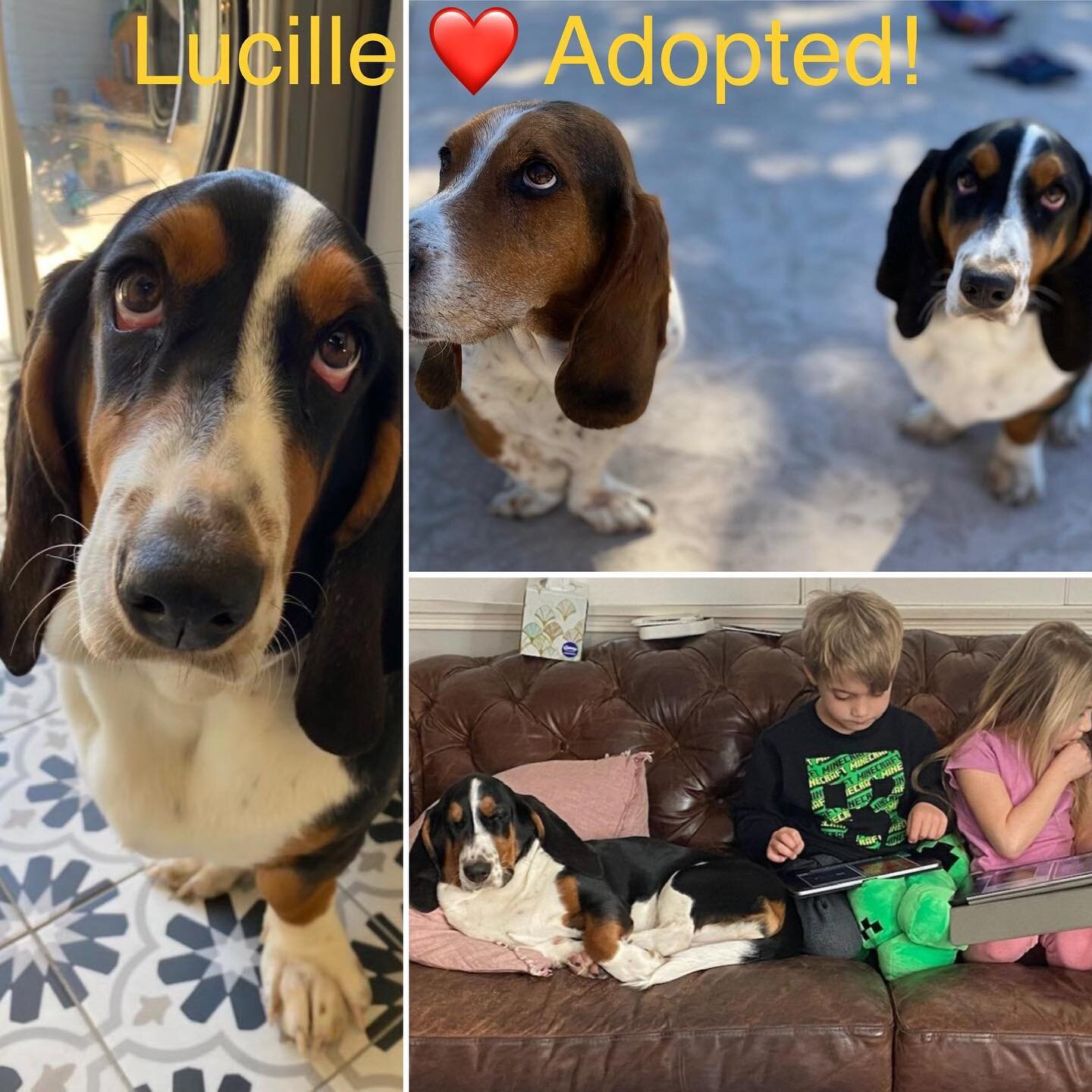 Announcing...Lucille is adopted!!! She has a family that adores her and a big brother Bentley, also a Tails dog, to show her the ropes.
Thank you
Alison Mann and family!!! 

For more information about our AVAILABLE DOGS or to make a DONATION, pleas