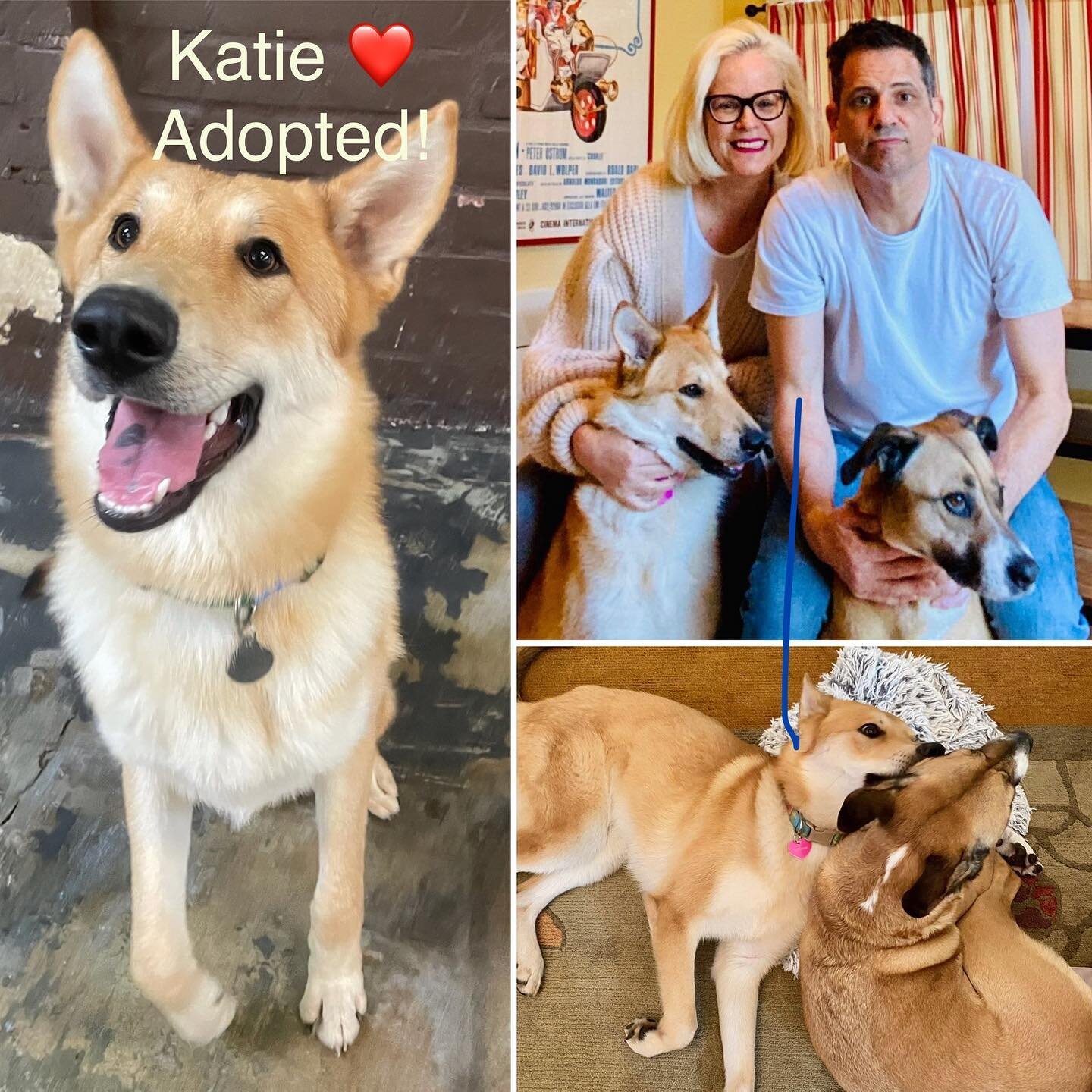 Announcing Katie's adoption!!! She's has found a home with people and a dog she loves.  Check out her smile!  We are told these pals are  inseparable.
❤️🐶❤️🐶❤️
Thank you Julianna and David Jordan and the lovely Cleo for welcoming Katie into their f