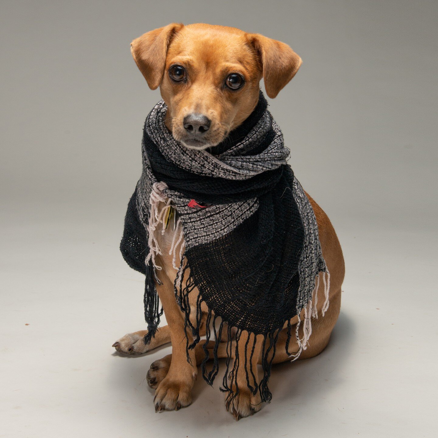 Trying to Stay warm..

You&rsquo;re going to love Nugget! He is a real Gem!

🐶❤️🐶 Male Puggle / Jack Russell mix about one and a half years old. 20 lbs
🐶❤️🐶 Very friendly, happy, demeanor
🐶❤️🐶 Calm, well-mannered , and house trained. Neutered, 