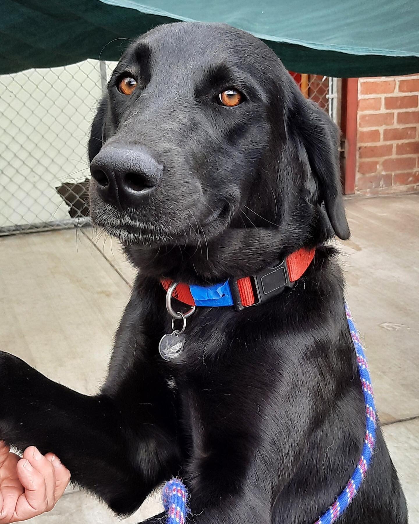 Hello out there-I&rsquo;m Vincent!  Or you can call me Vinnie now that we&rsquo;re friends.  I&rsquo;m a big boy with puppy energy and a sweet and loving personality. I&rsquo;ll be neutered in a couple of days (yikes!) and then I&rsquo;m ready for fo