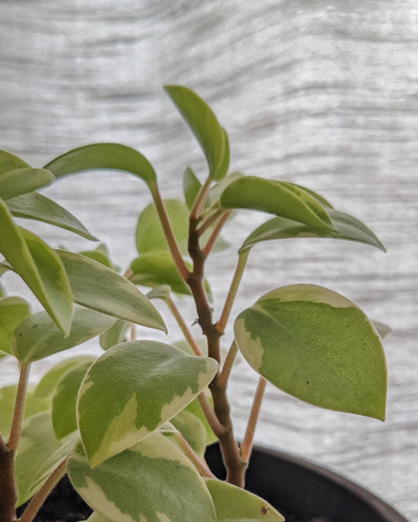 When you're a plant mom and you can't help but post close-ups of your plant babies