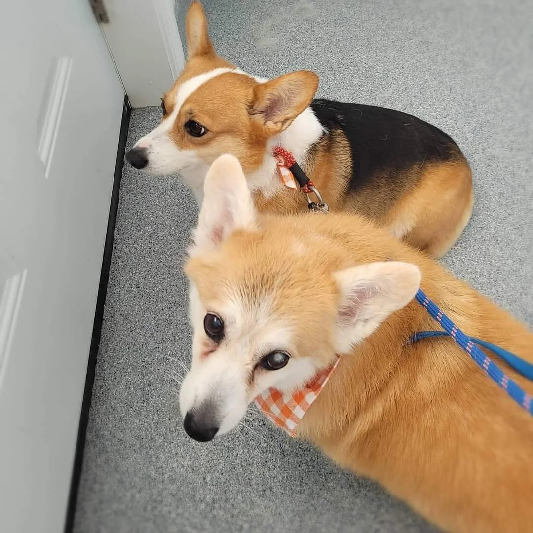 K9 Grooming — Haus Luc K9