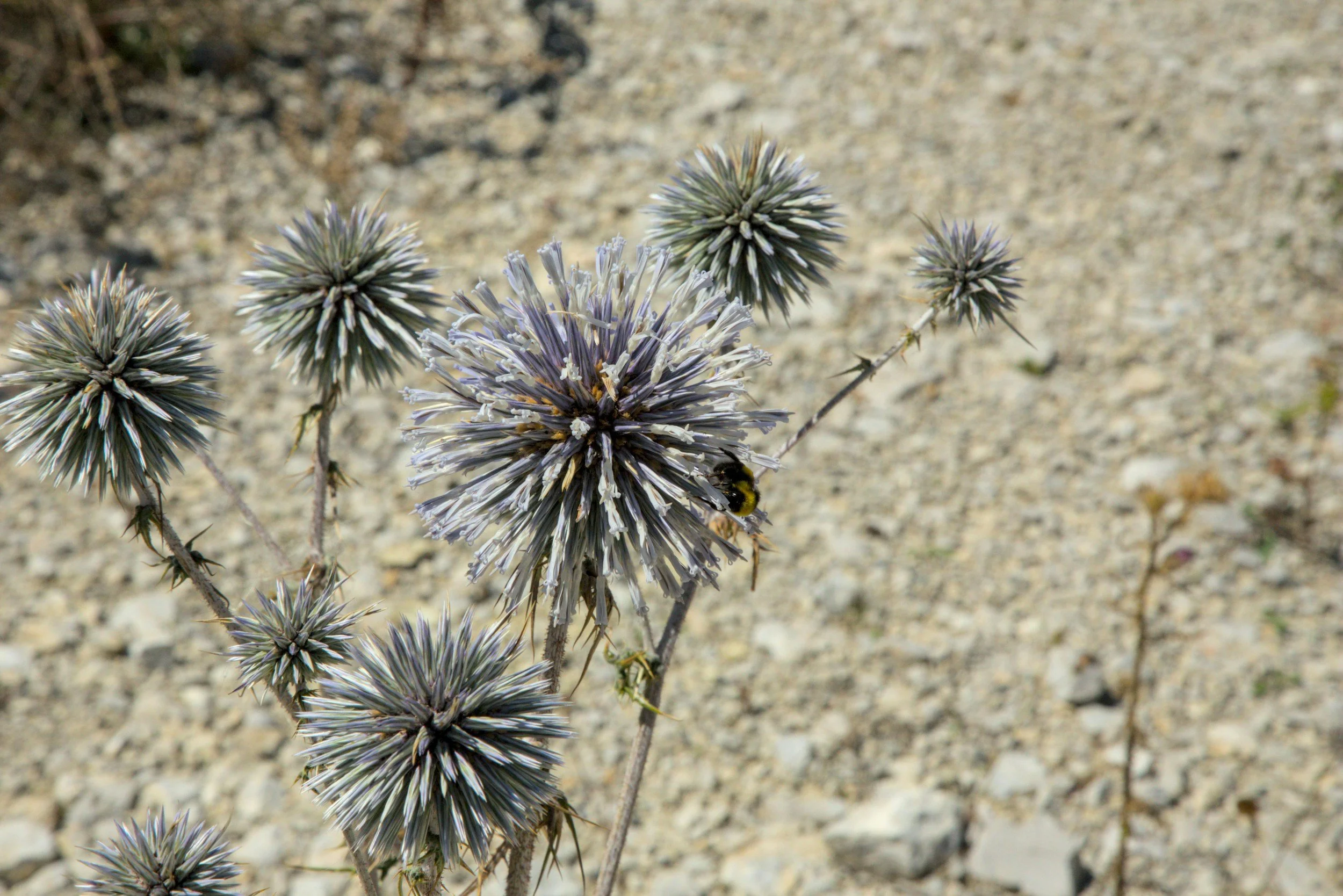 Desert plants with spiky, globe-shaped flowers and a bee on one of them, with sandy ground in the background.