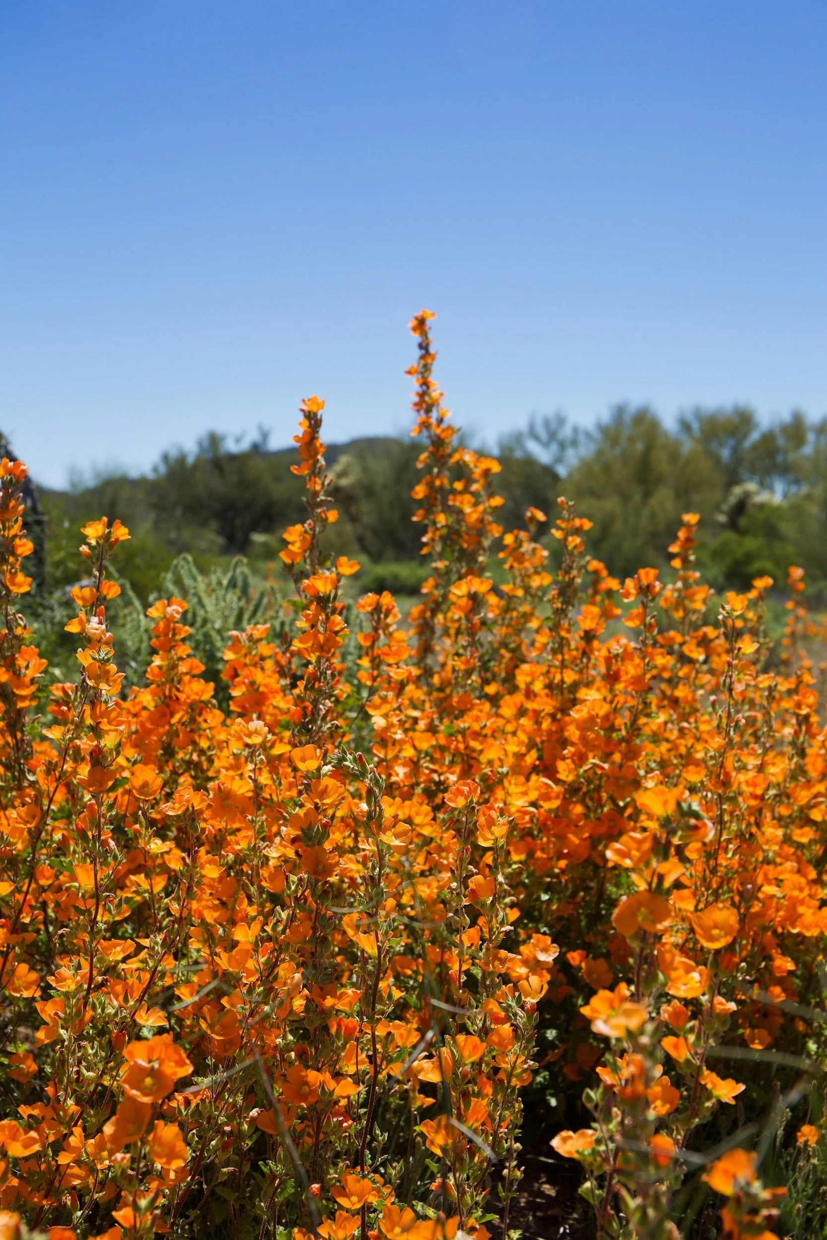 Profusely blooming bright orange desert flowers against green foliage and a bright blue sky