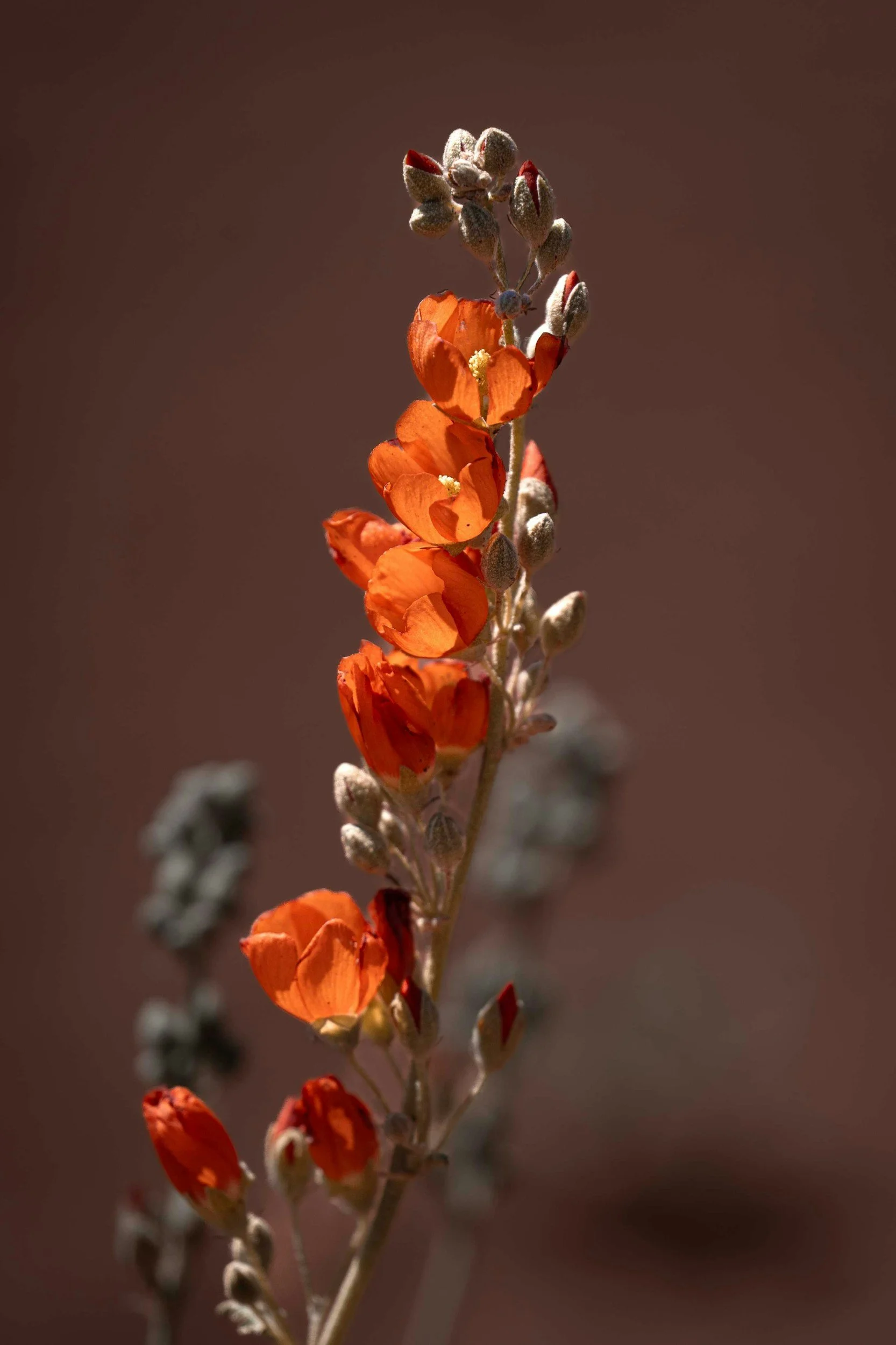 A close-up image of a tall, thin flower stem with orange blossoms and small buds, against a brown background.
