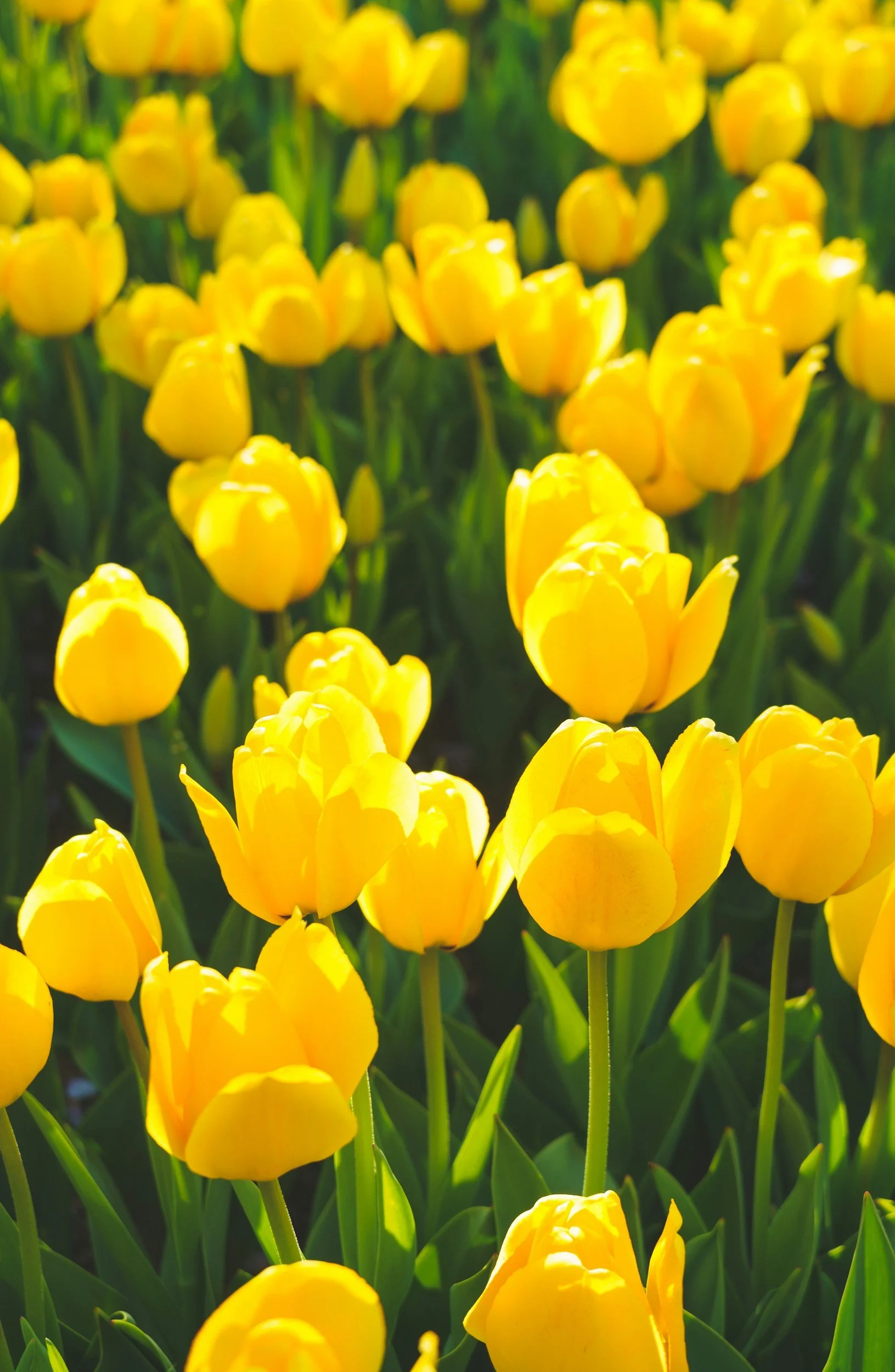 Photo of massed yellow tulips against lush darn green foliage