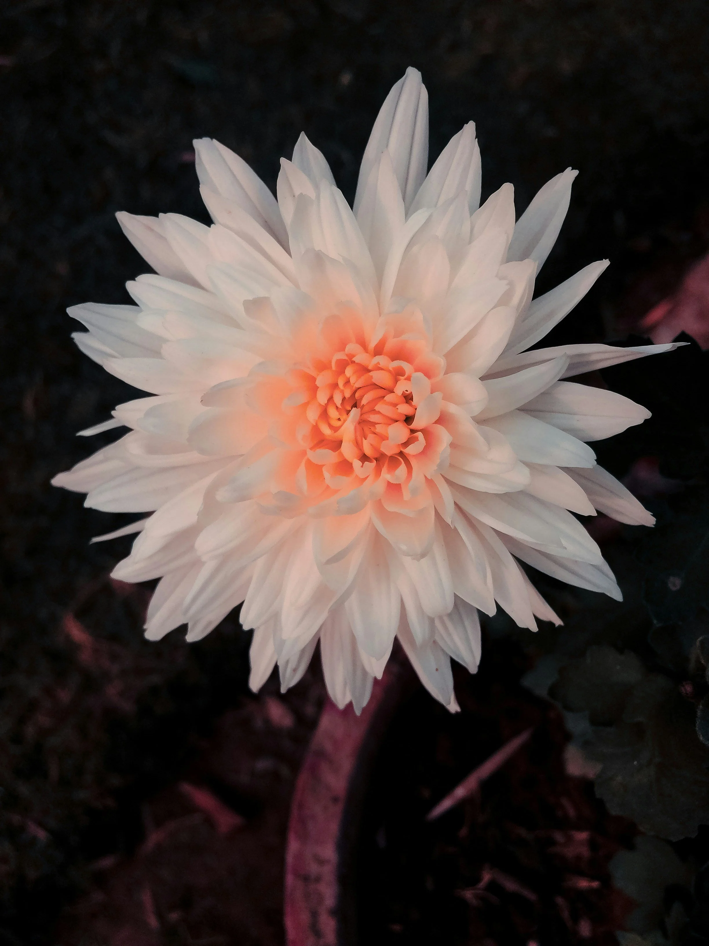 A white dahlia flower with a pinkish center against dark background.