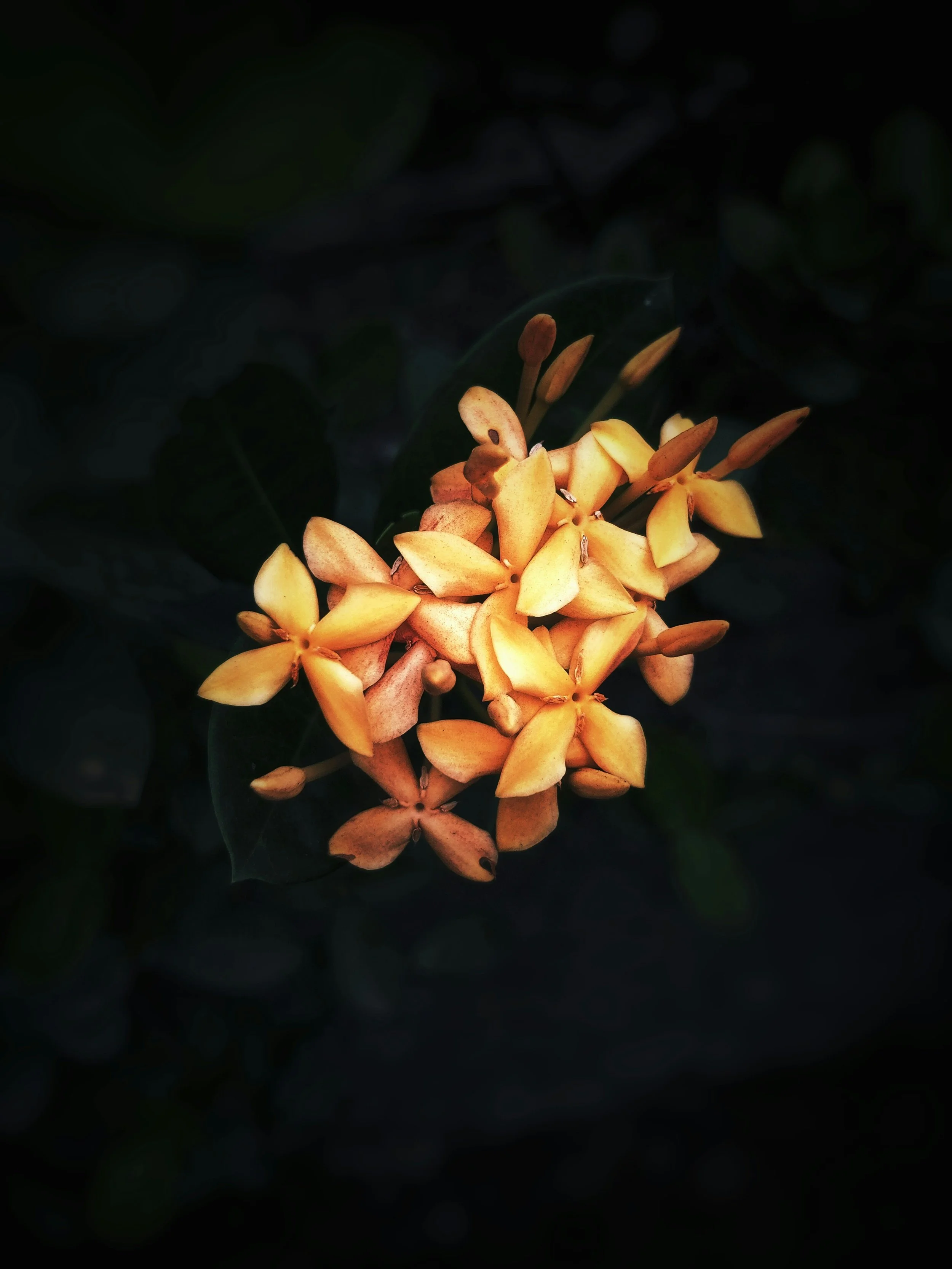 Cluster of yellow-orange flowers against a dark background.