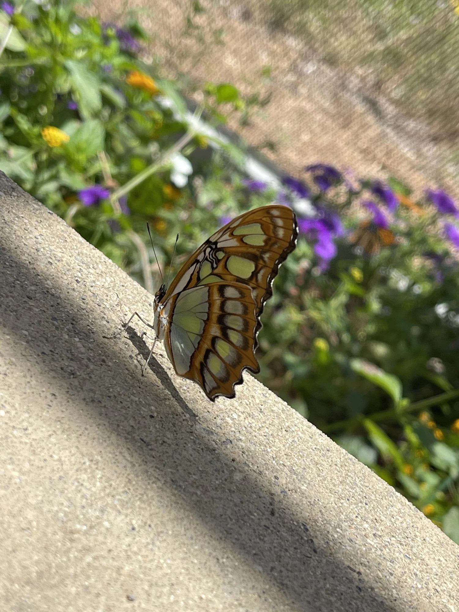 Visiting the Butterfly Pavilion at the Natural History Museum as a ...