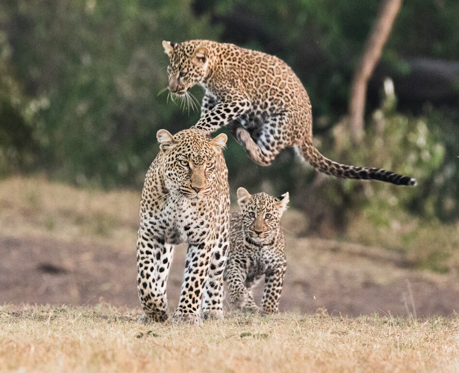 Leopard with cubs-3.jpg