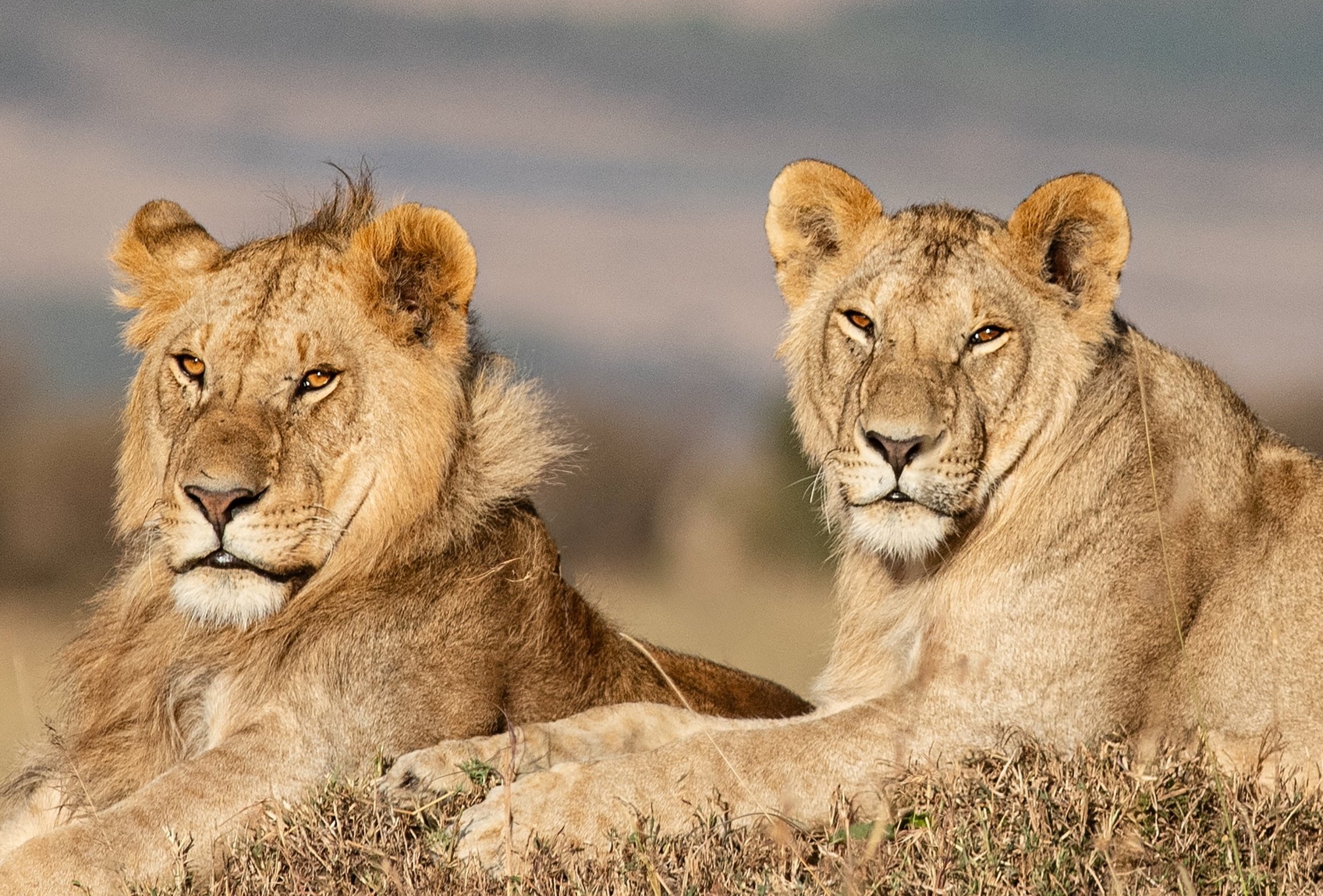 Update on the Masai Mara