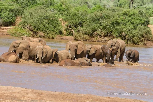 Exploring the Best of Kenya's premium wildlife parks and Reserves in one circuit journey the Freeman way!