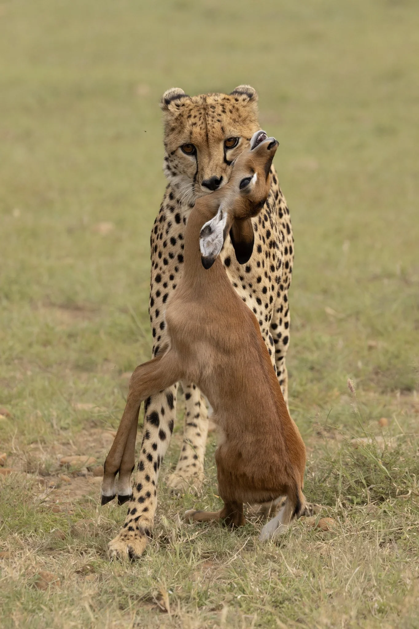 Martine and Bob's Kenyan Safari