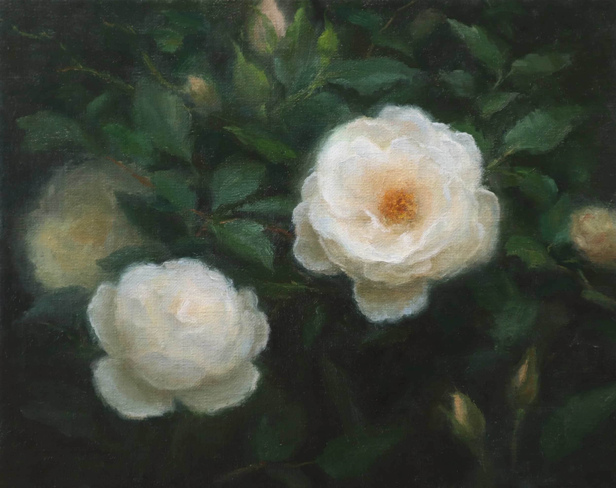 Iceberg Roses.jpg