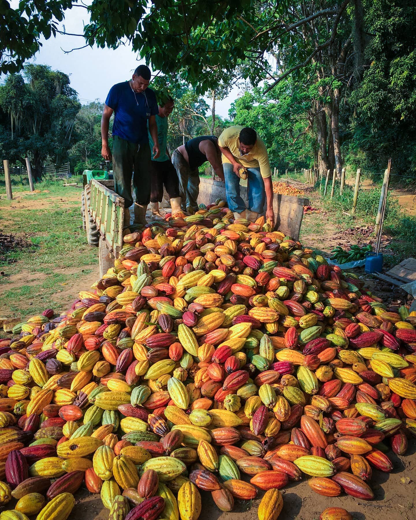 N&atilde;o &eacute; segredo que a qualidade da mat&eacute;ria-prima faz toda a diferen&ccedil;a no sabor do chocolate. Voc&ecirc; sabia que o cacau do Esp&iacute;rito Santo &eacute; mundialmente reconhecido por sua qualidade? Por essas e outras amamo