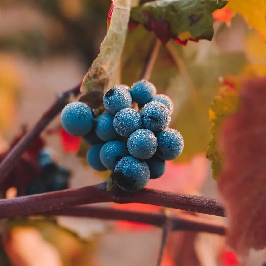 It&rsquo;s not about drinking wine anymore but about tasting culture, tradition, experience and secrets. We aim to get to the core of each wine, how it was created, what it inspired and of course the people behind it. 🍷🍇

#wine #winelover #vineyard